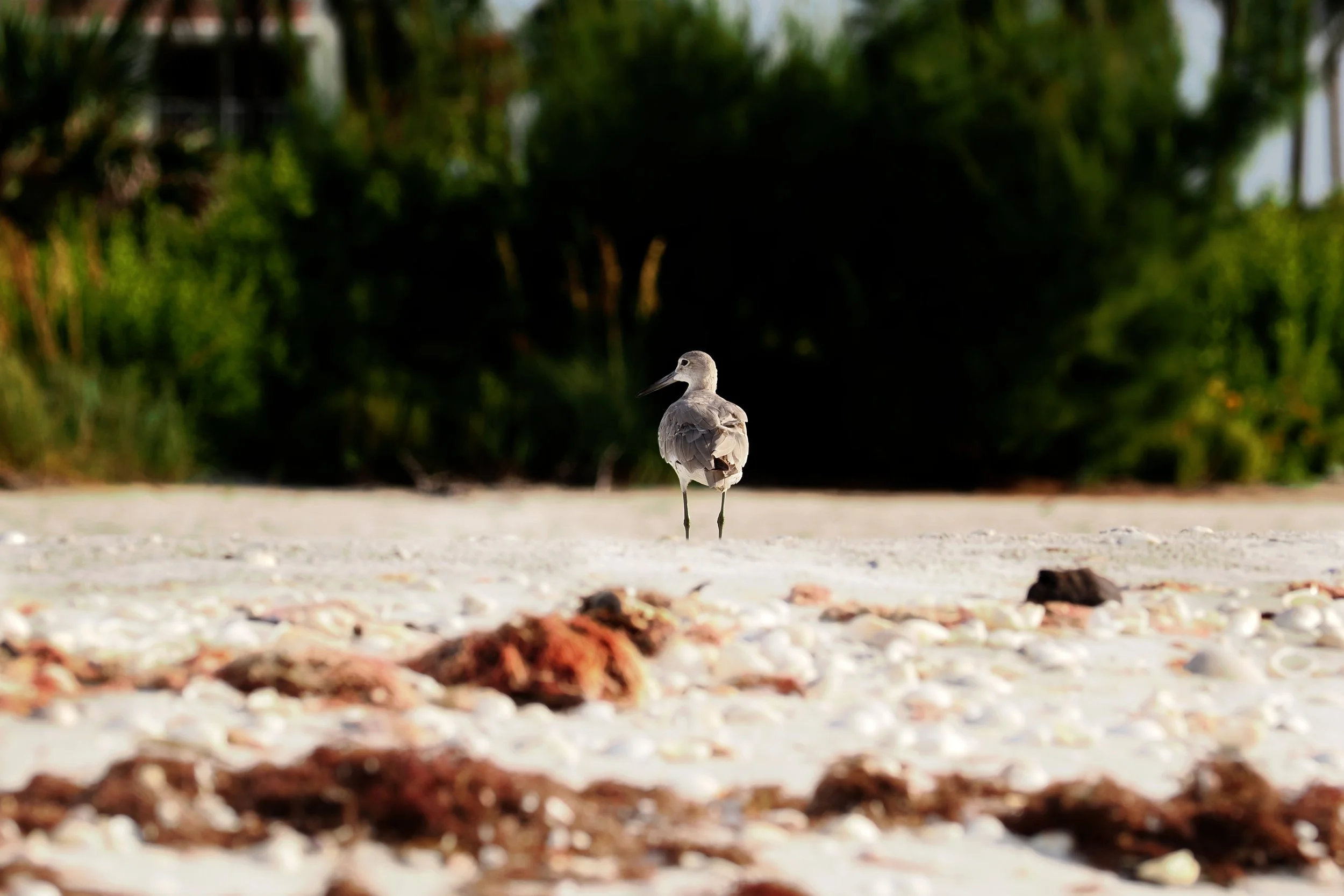 bird on beach photo