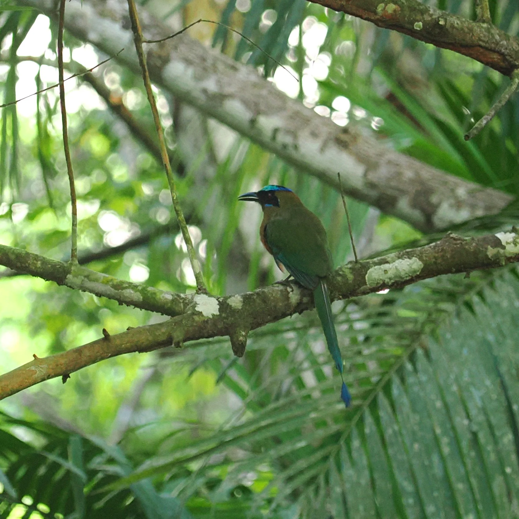 Whooping Motmot