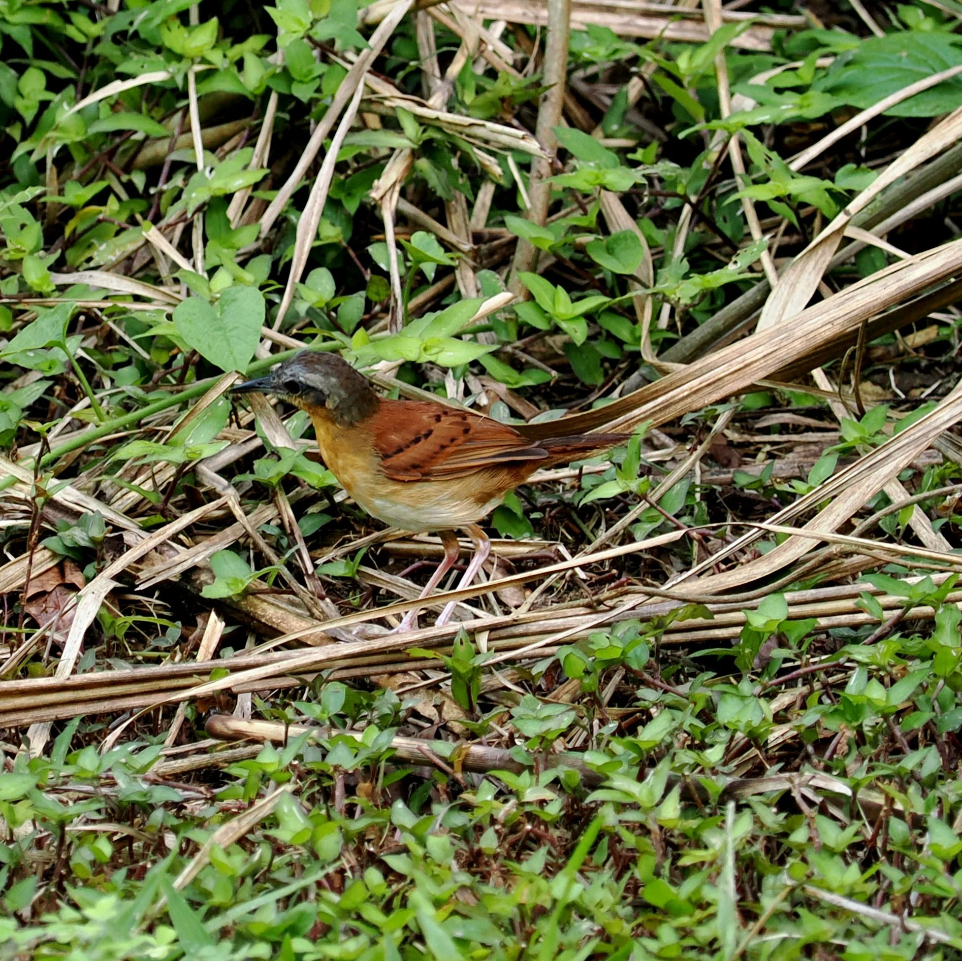 White Bellied Antbird