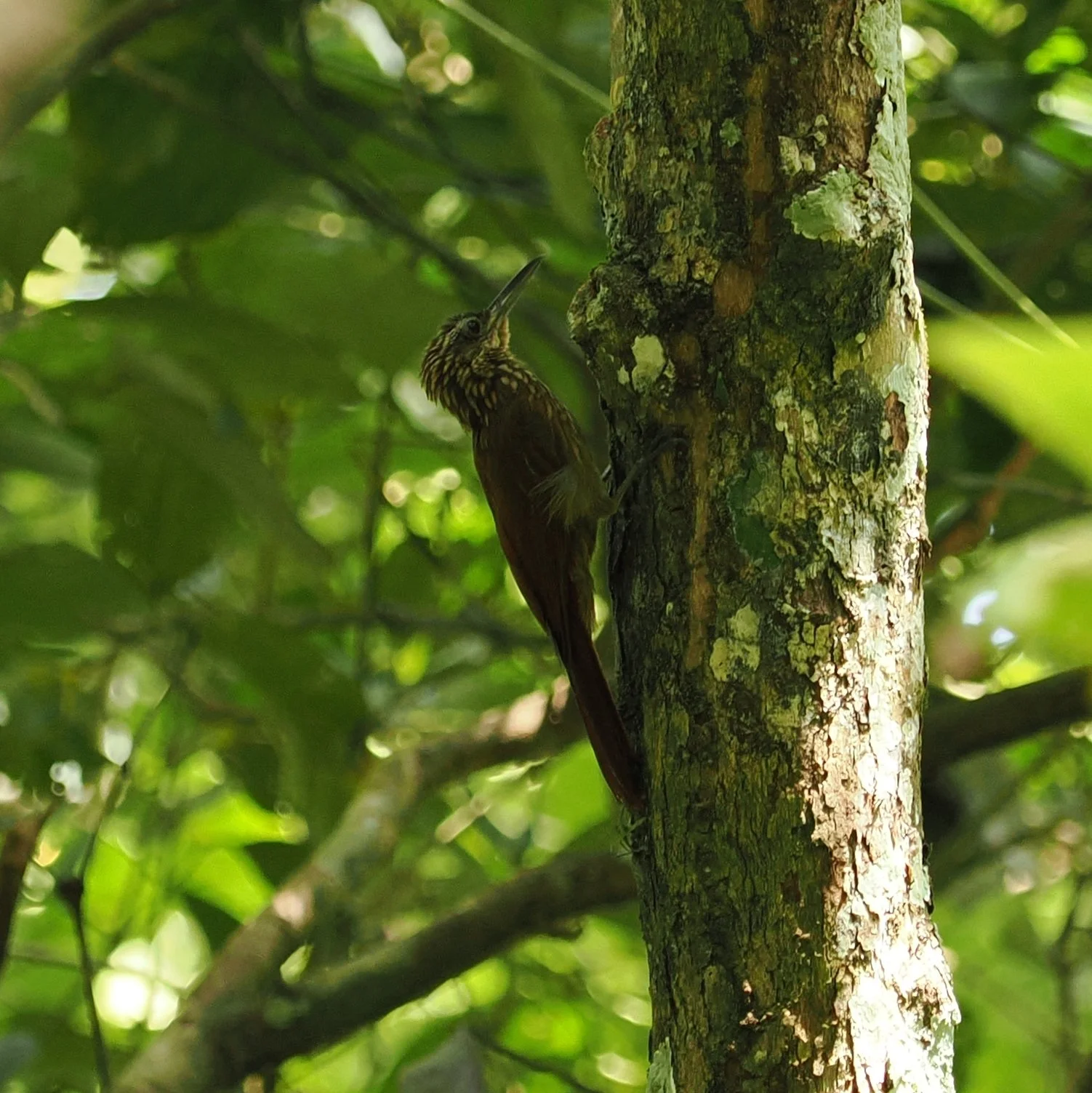 Cocoa Woodcreeper