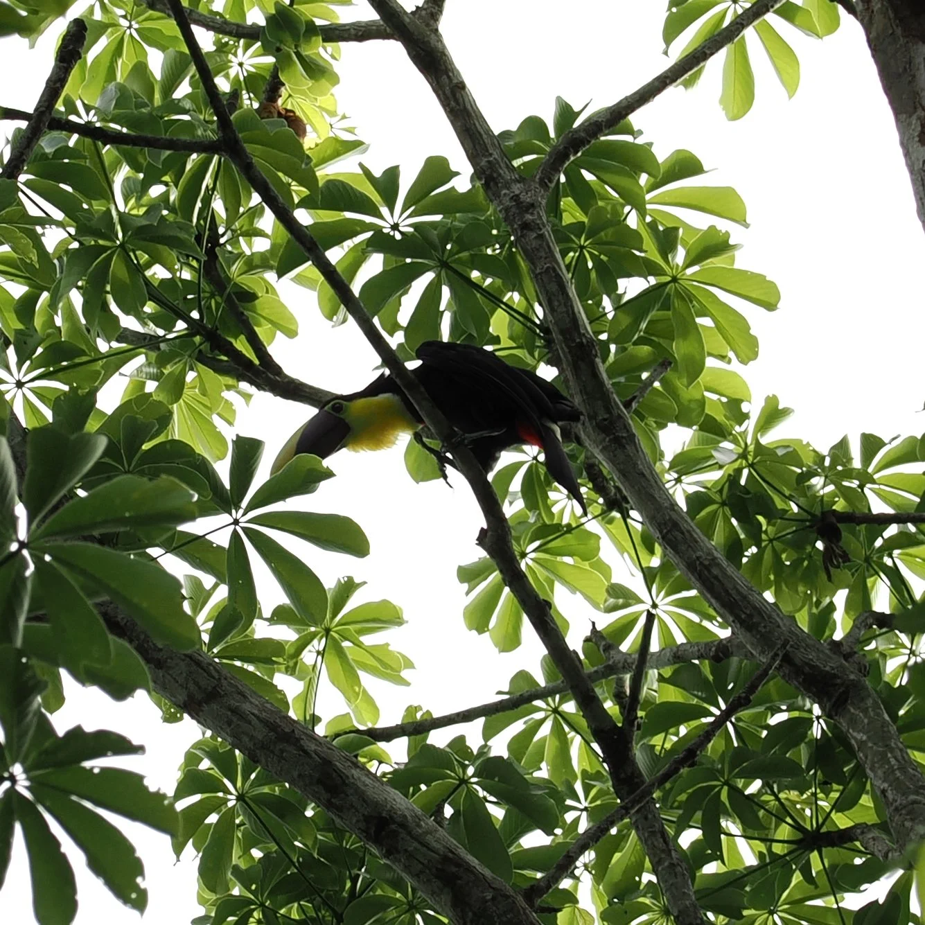 Yellow-Throated Toucan