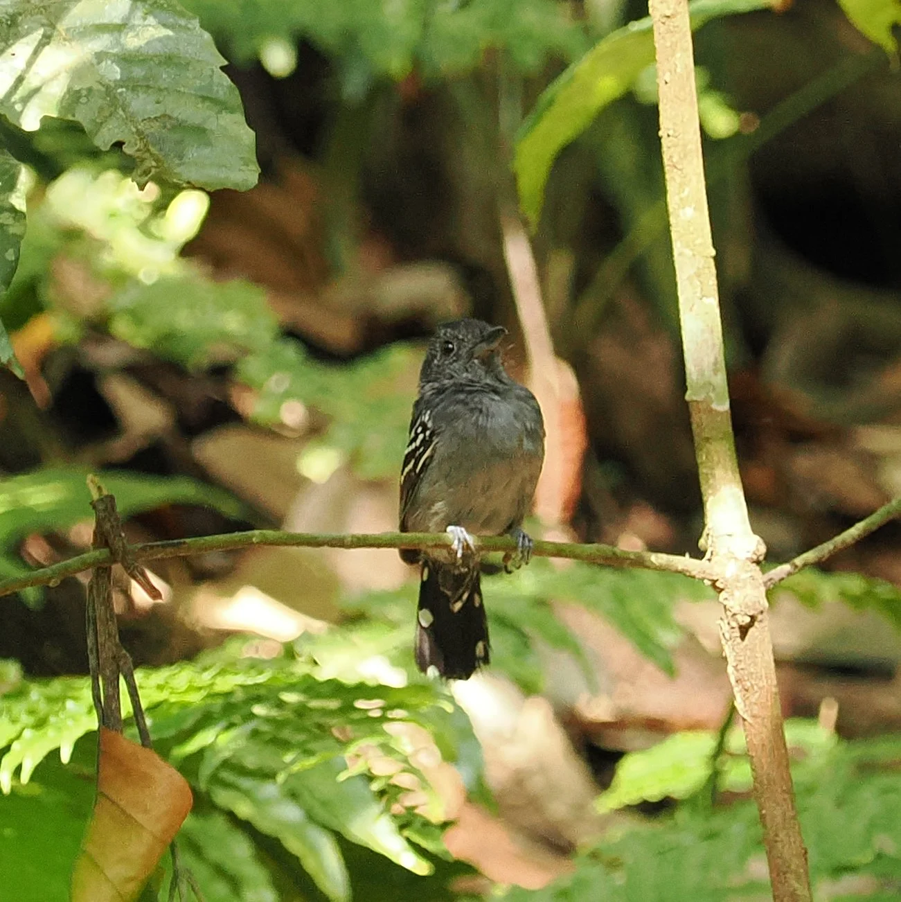 Black Crowned Antshrike