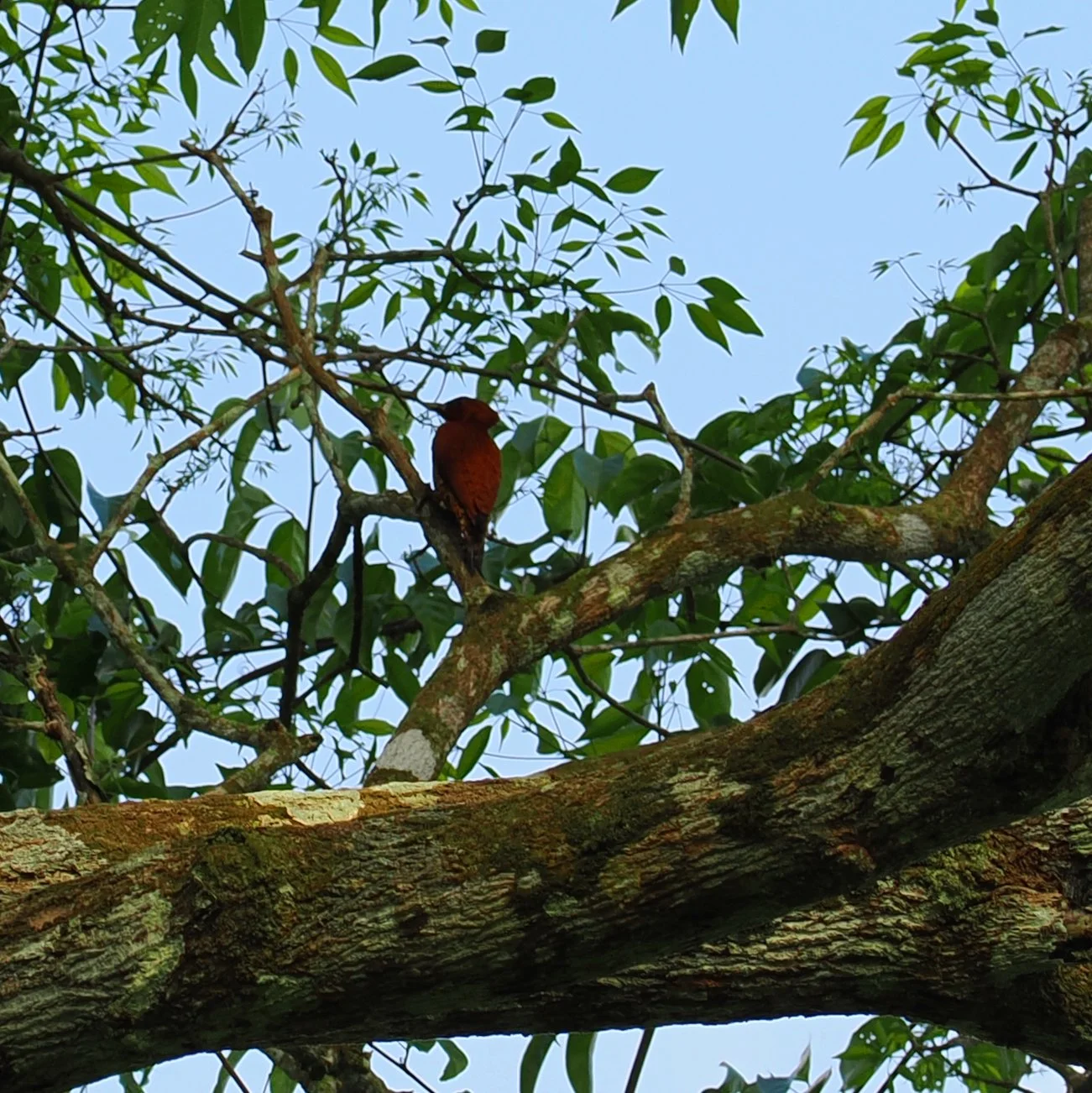 Cinnamon Woodpecker