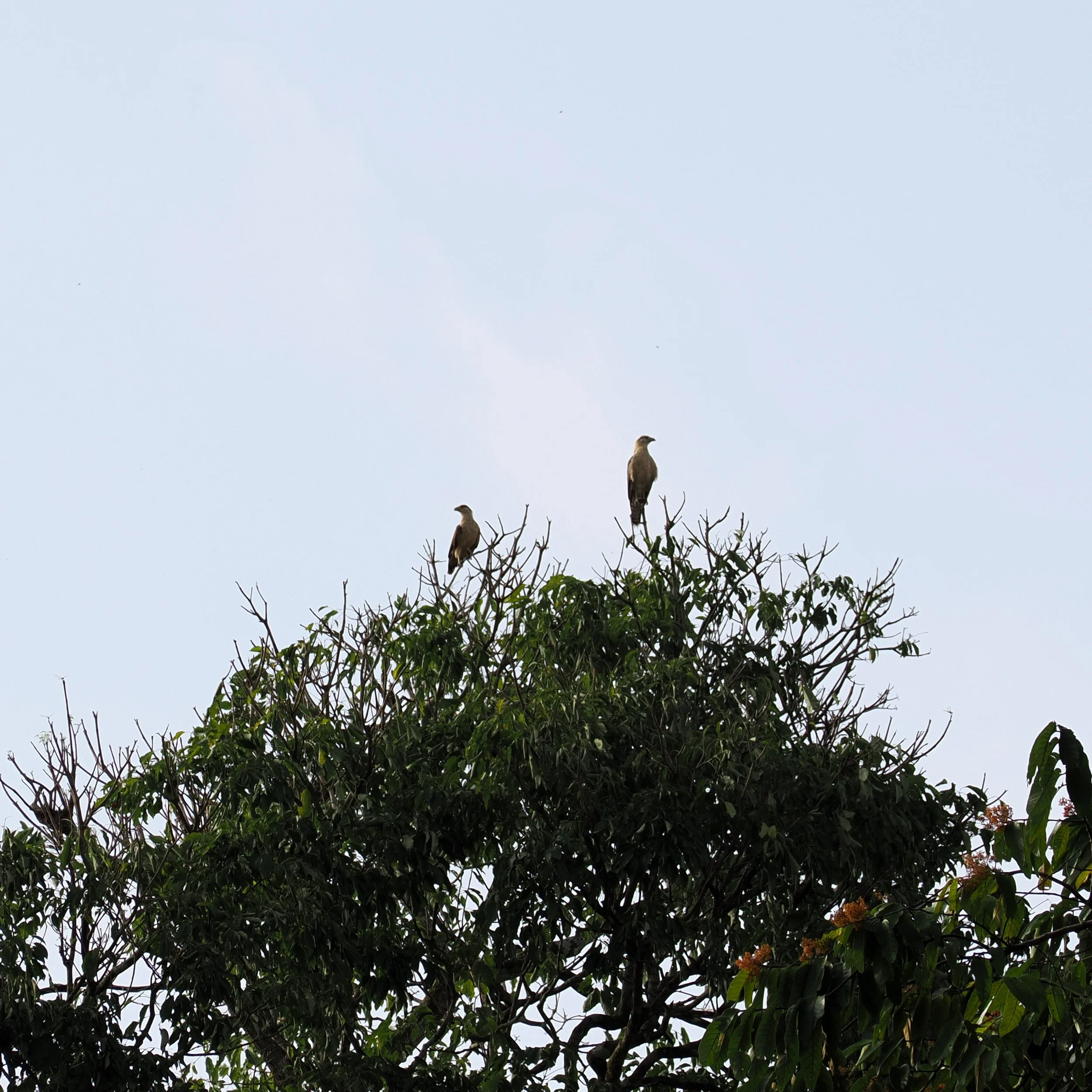 Yellow Headed Caracaras