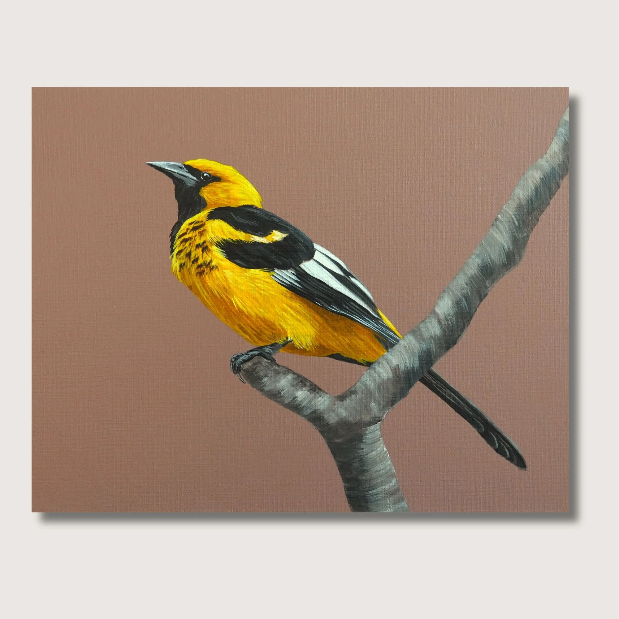 Hooded ORiole Shop Img.jpg
