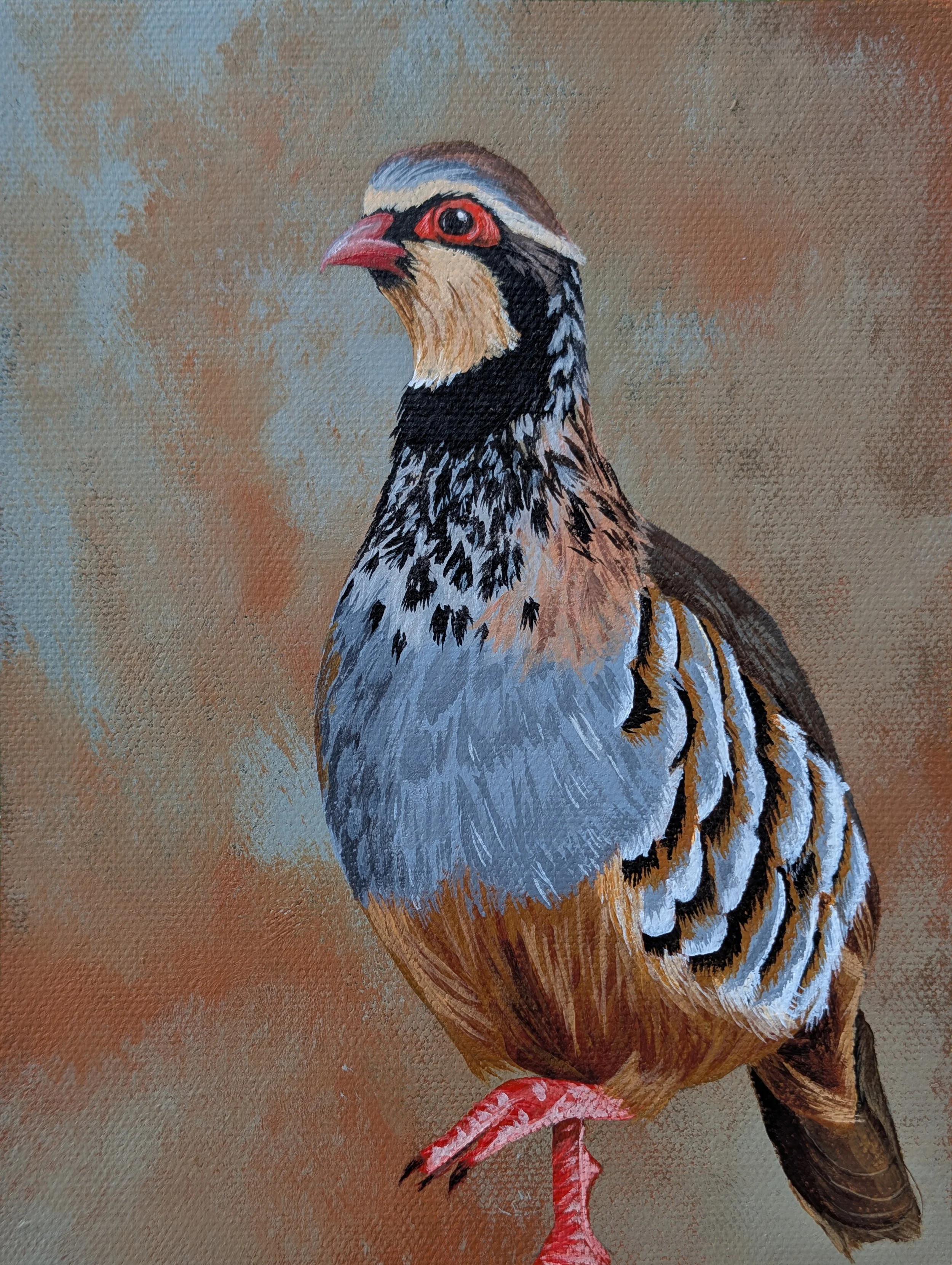 red legged partridge