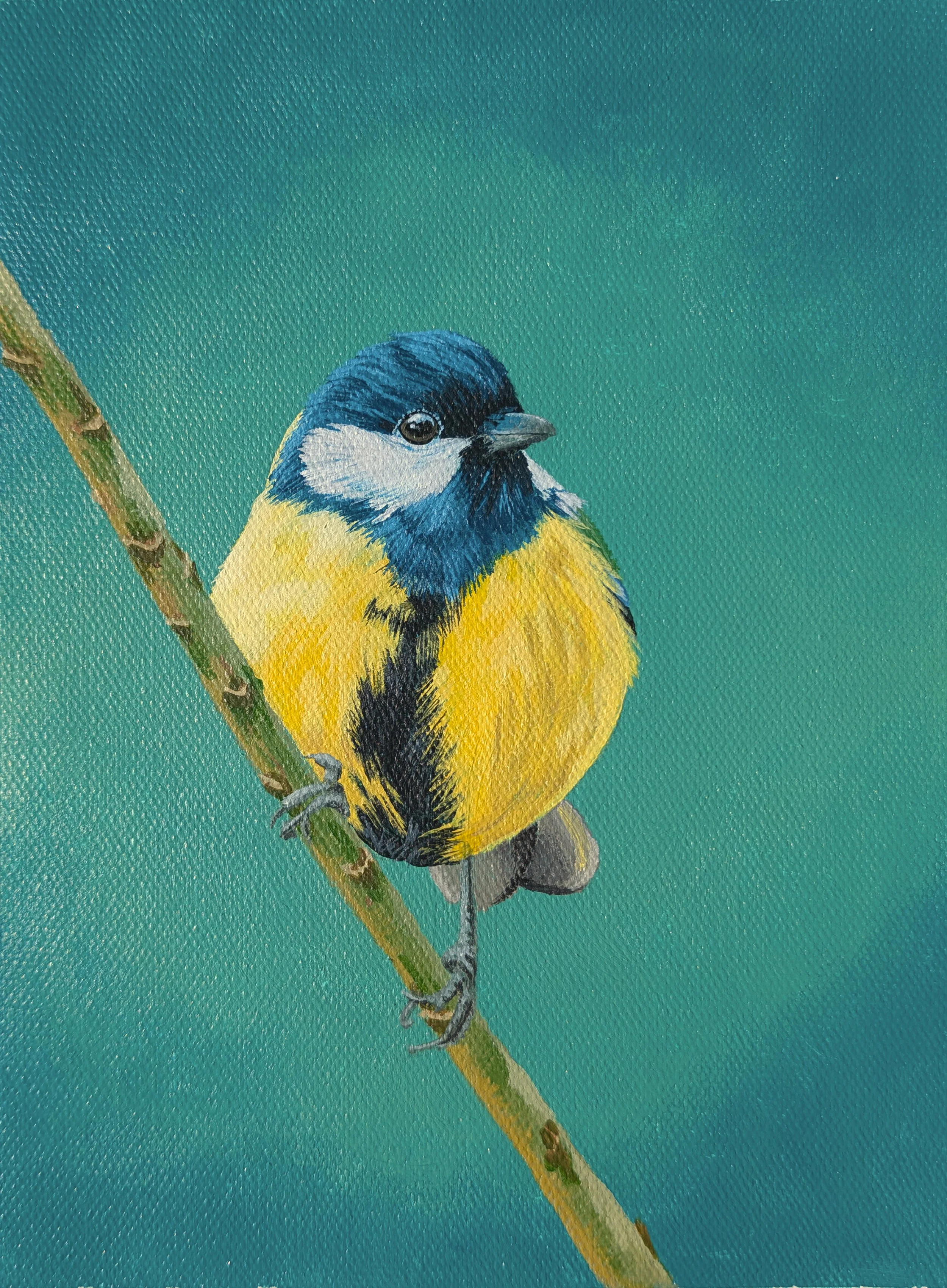 blue tit