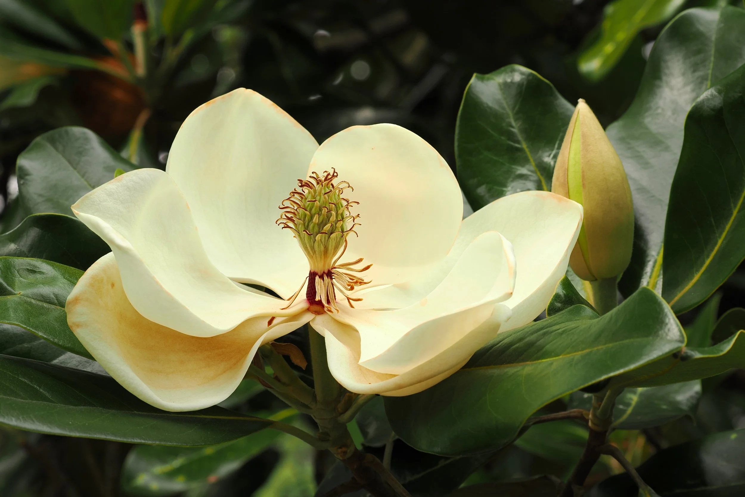 magnolia photo
