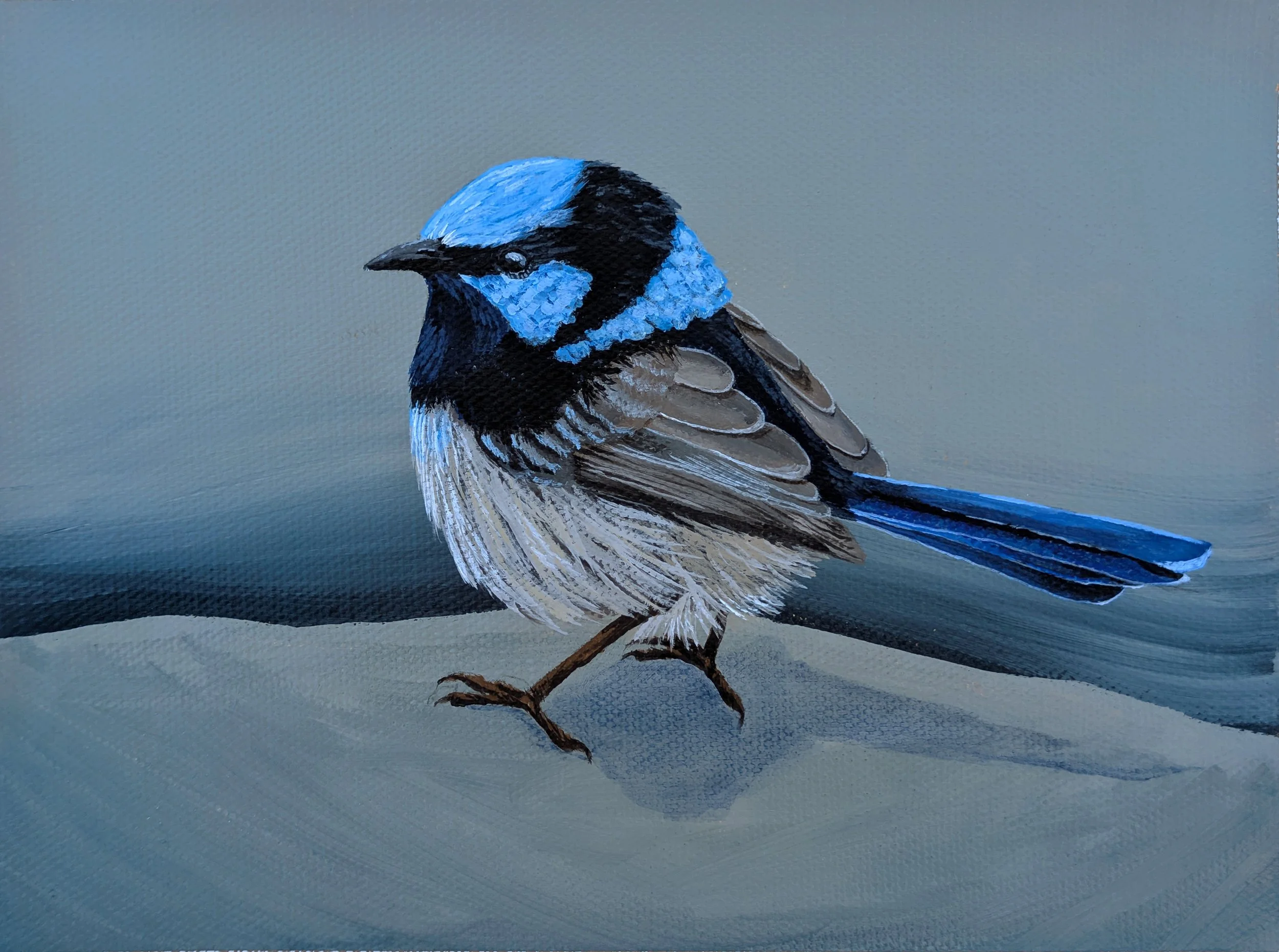 fairy wren