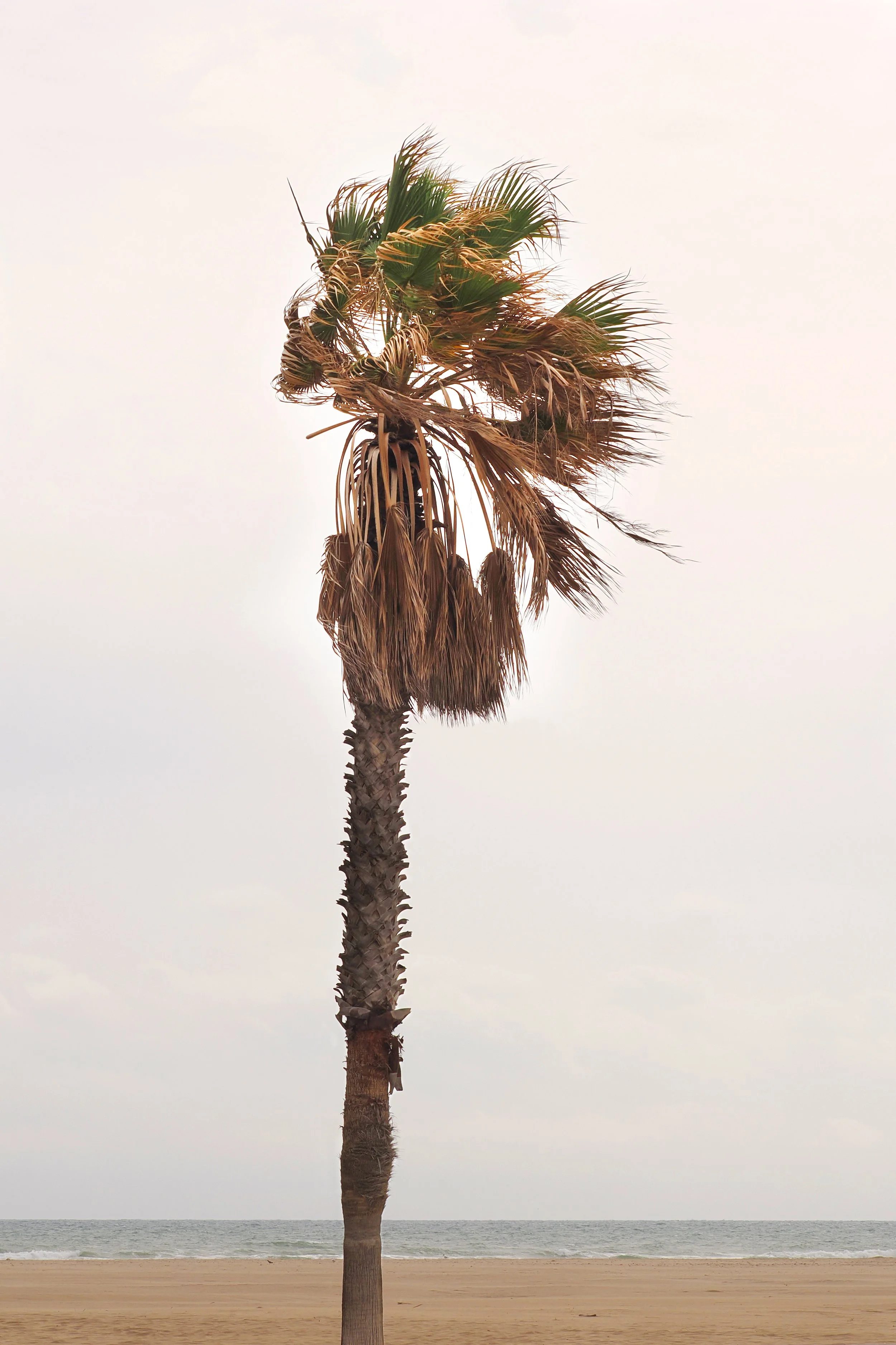 Spanish Palm photo