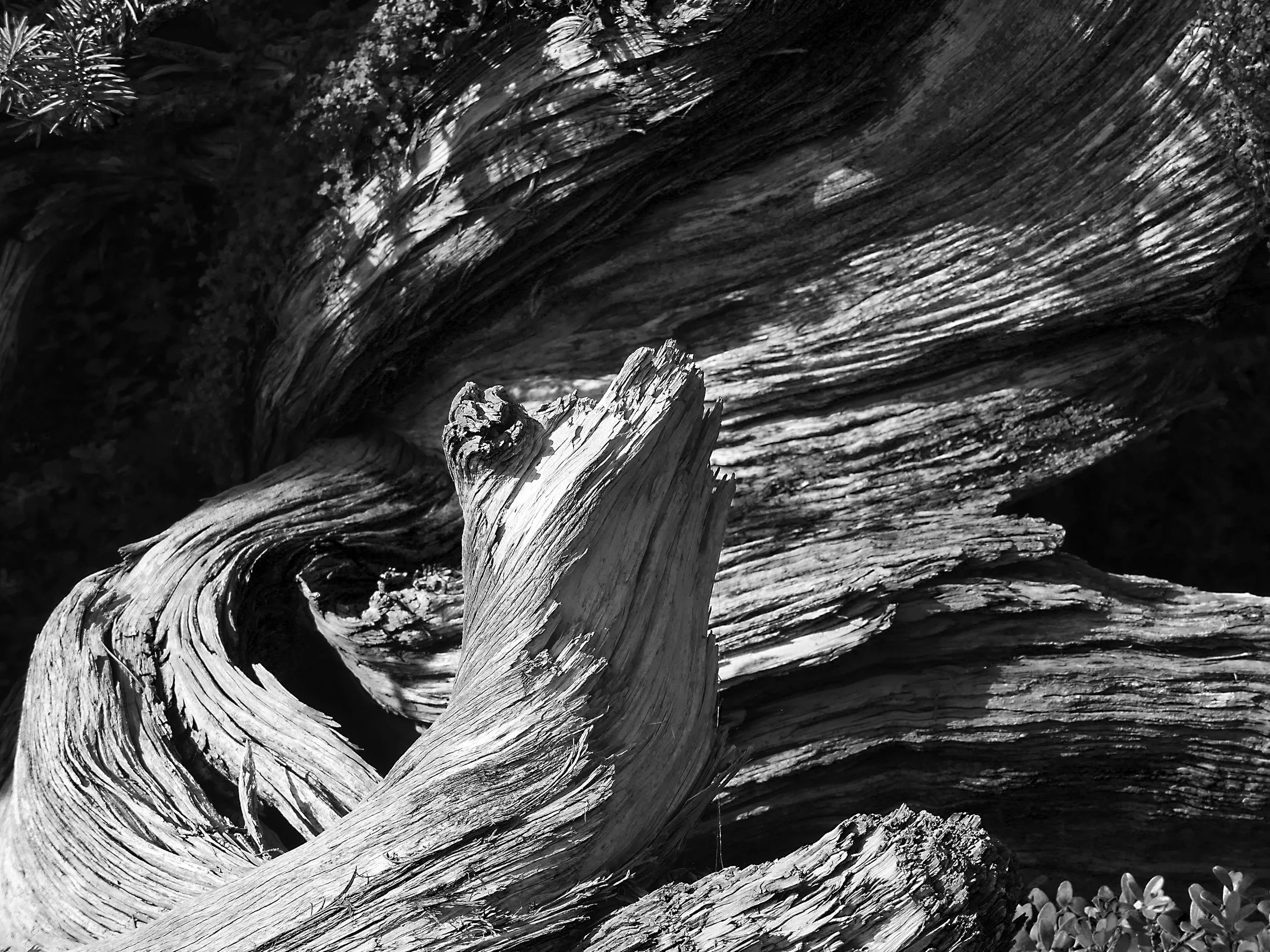 twisted wood photo