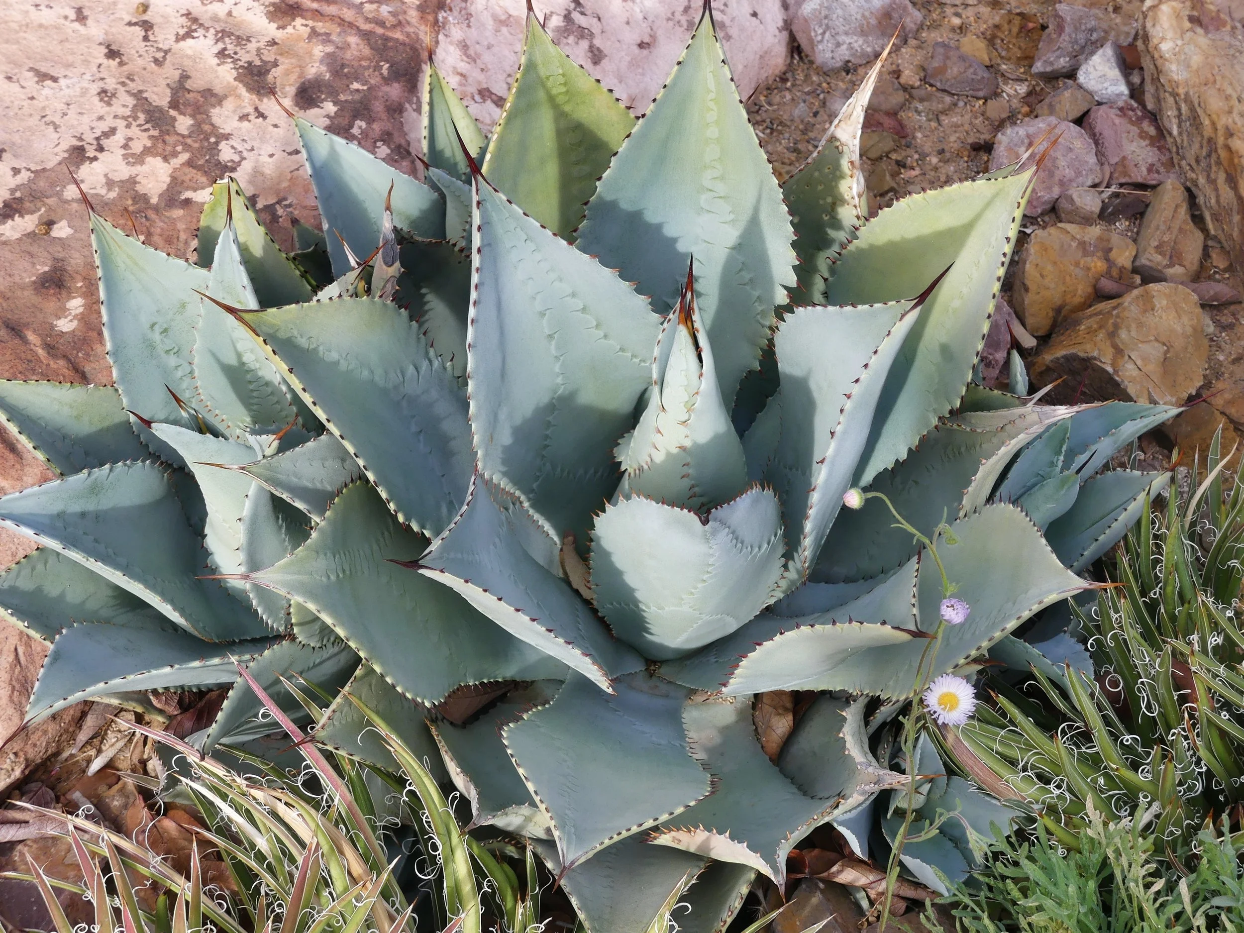 agave photo