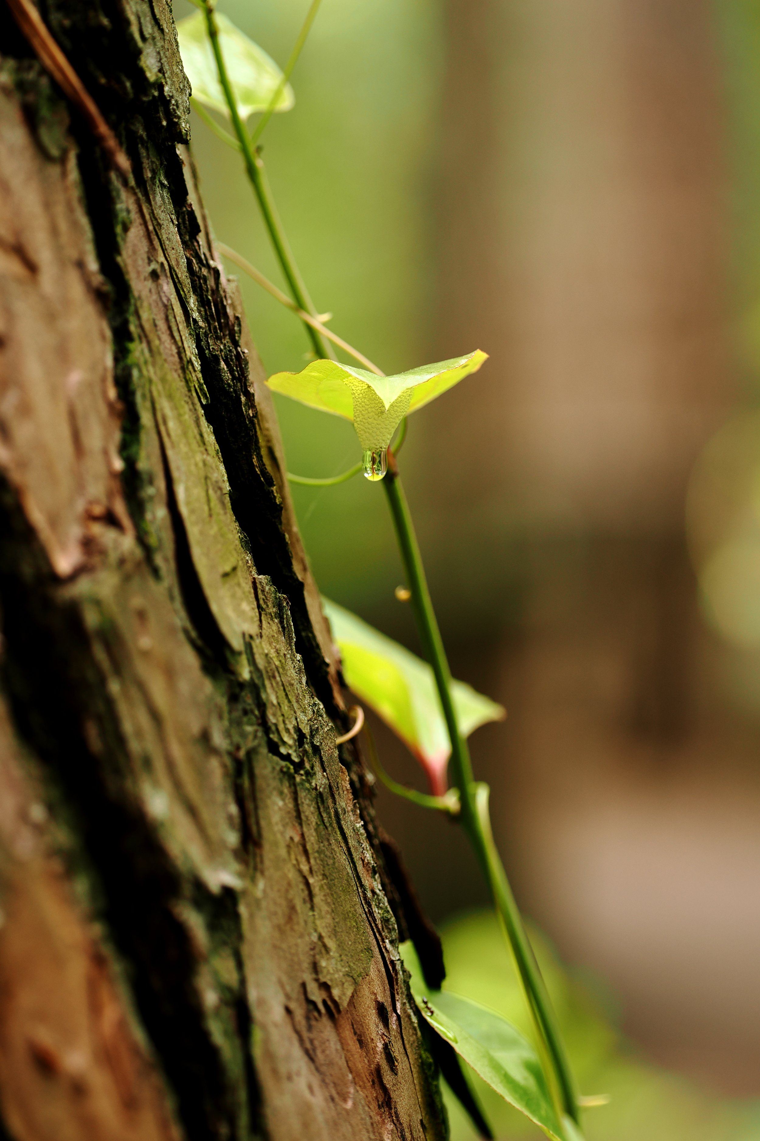 creping vine photo