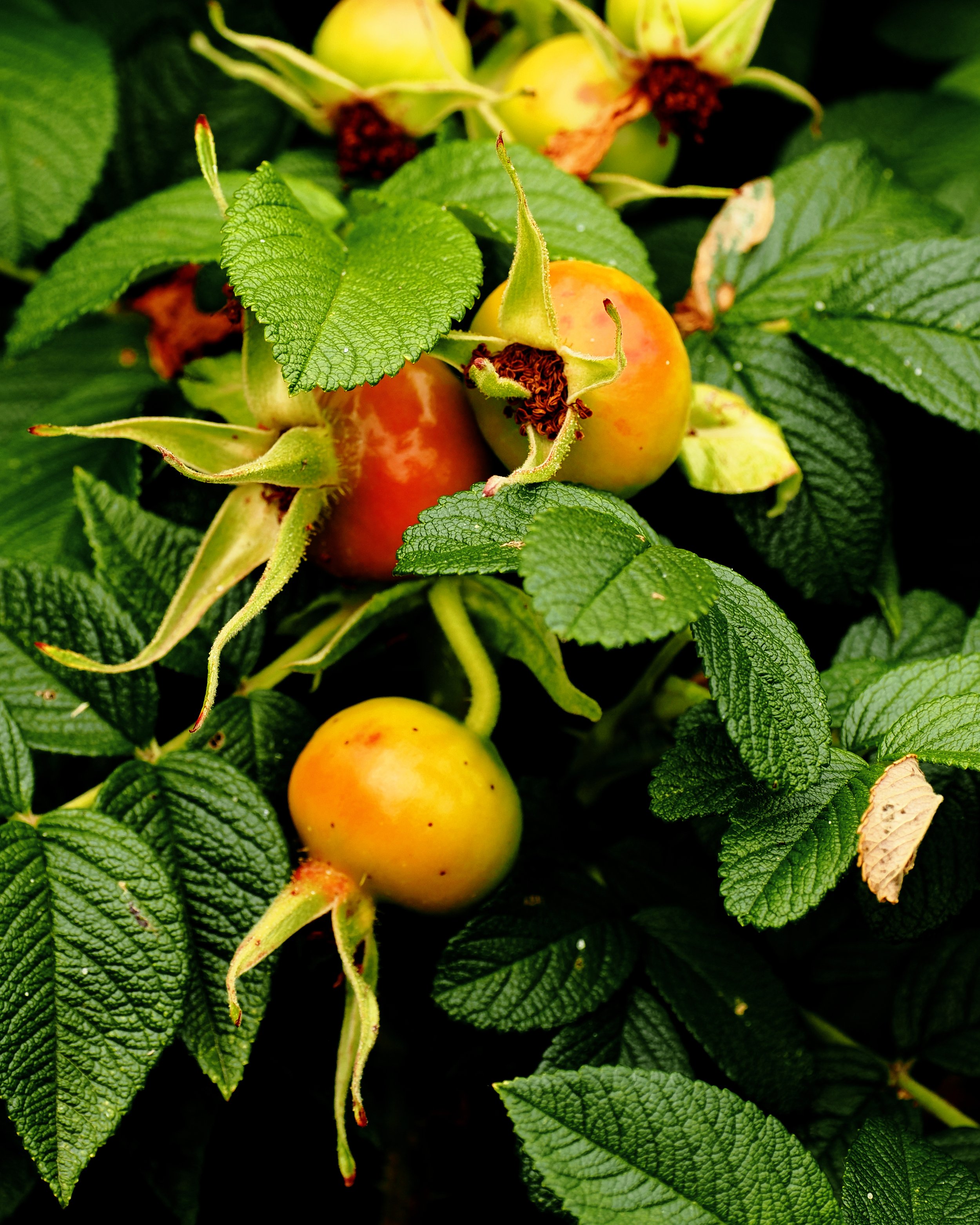 Rosehips photo