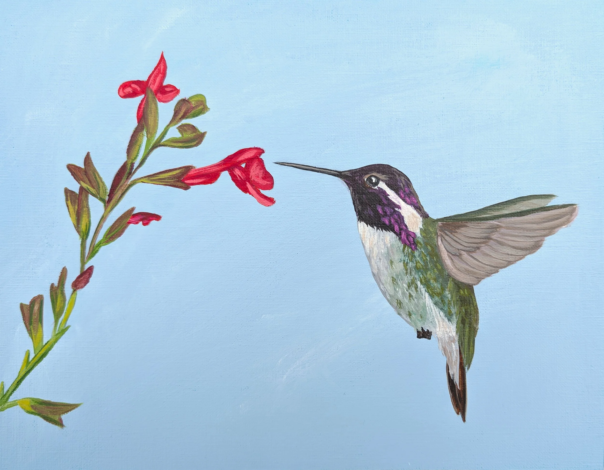 costa's hummingbird