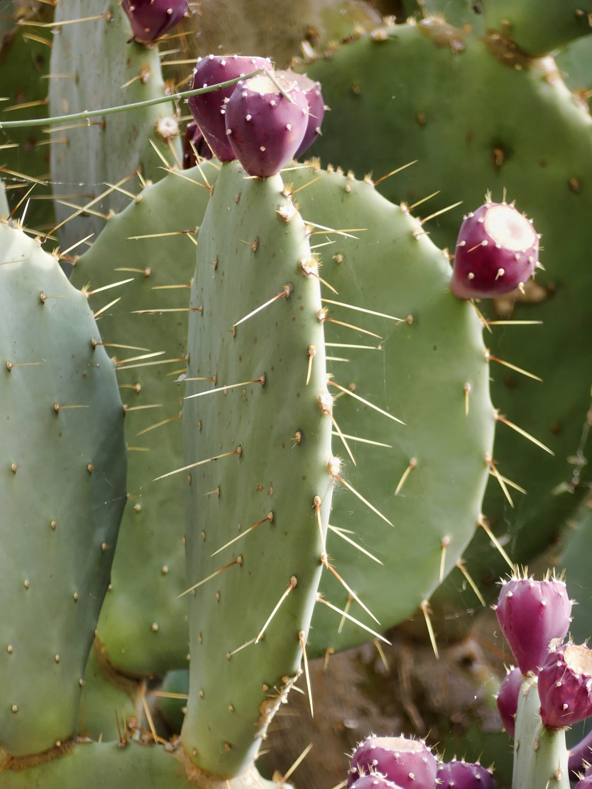 prickly pear photo