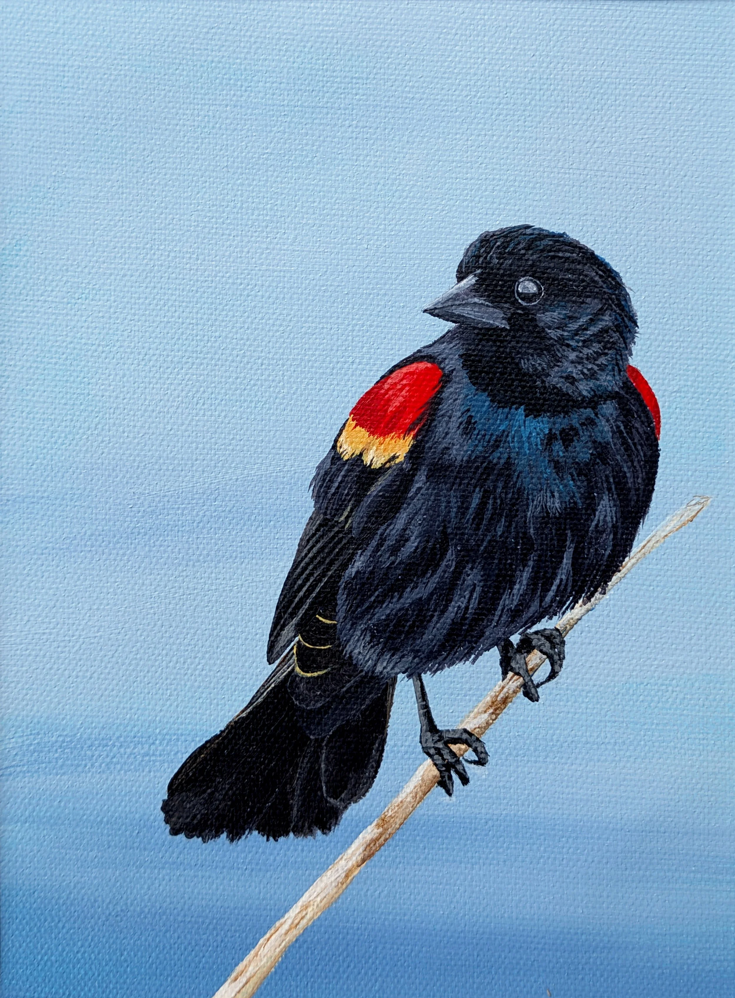 red winged blackbird
