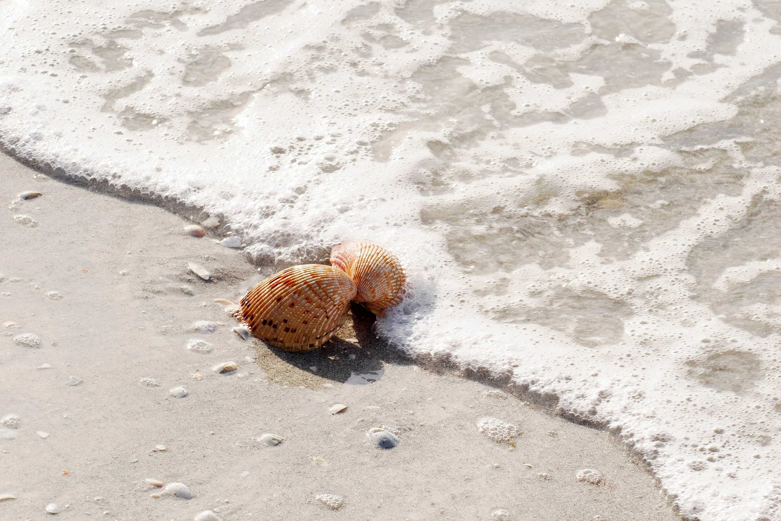 seashells on the beach photo