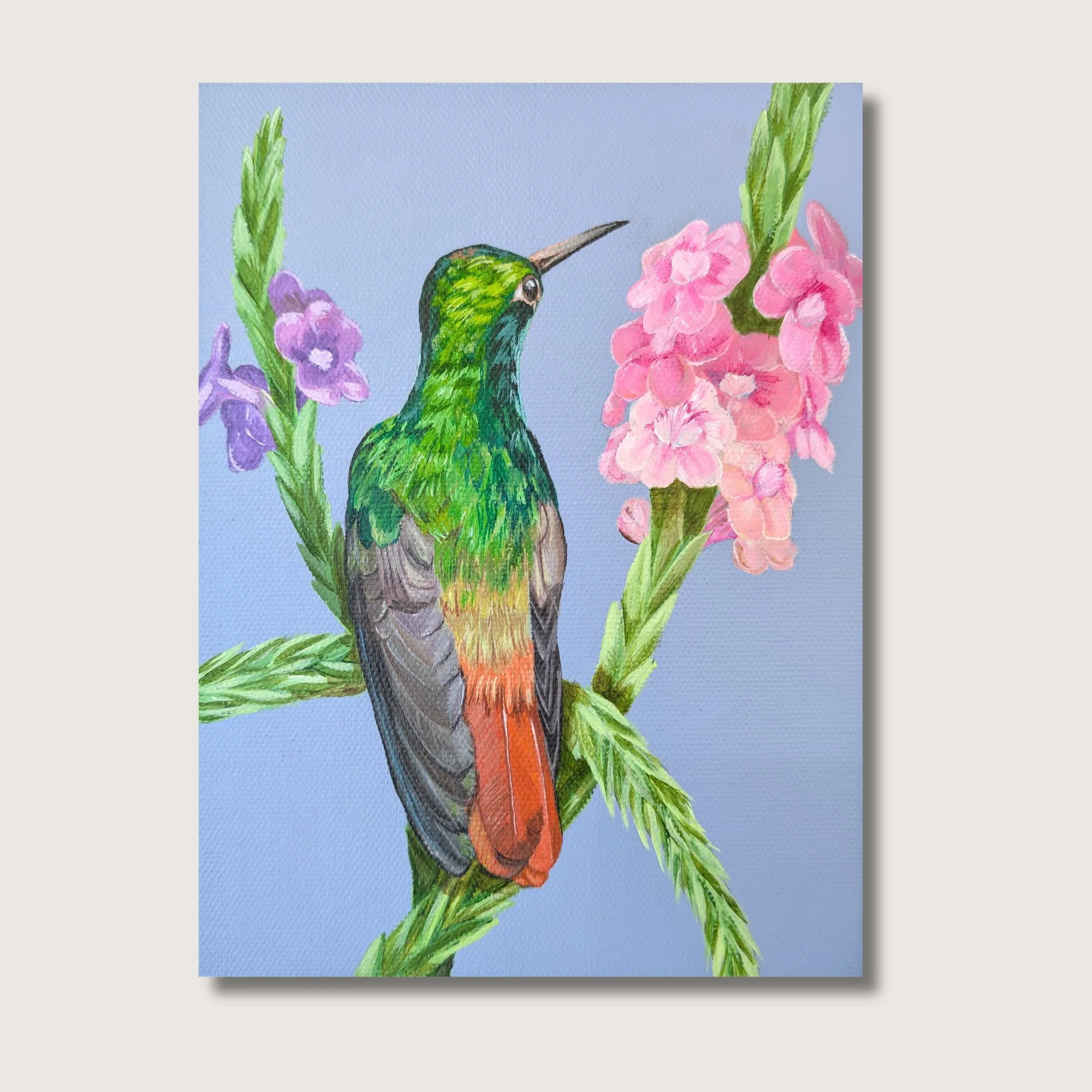 Rufous-Tailed Hummingbird Print Shop Img.jpg