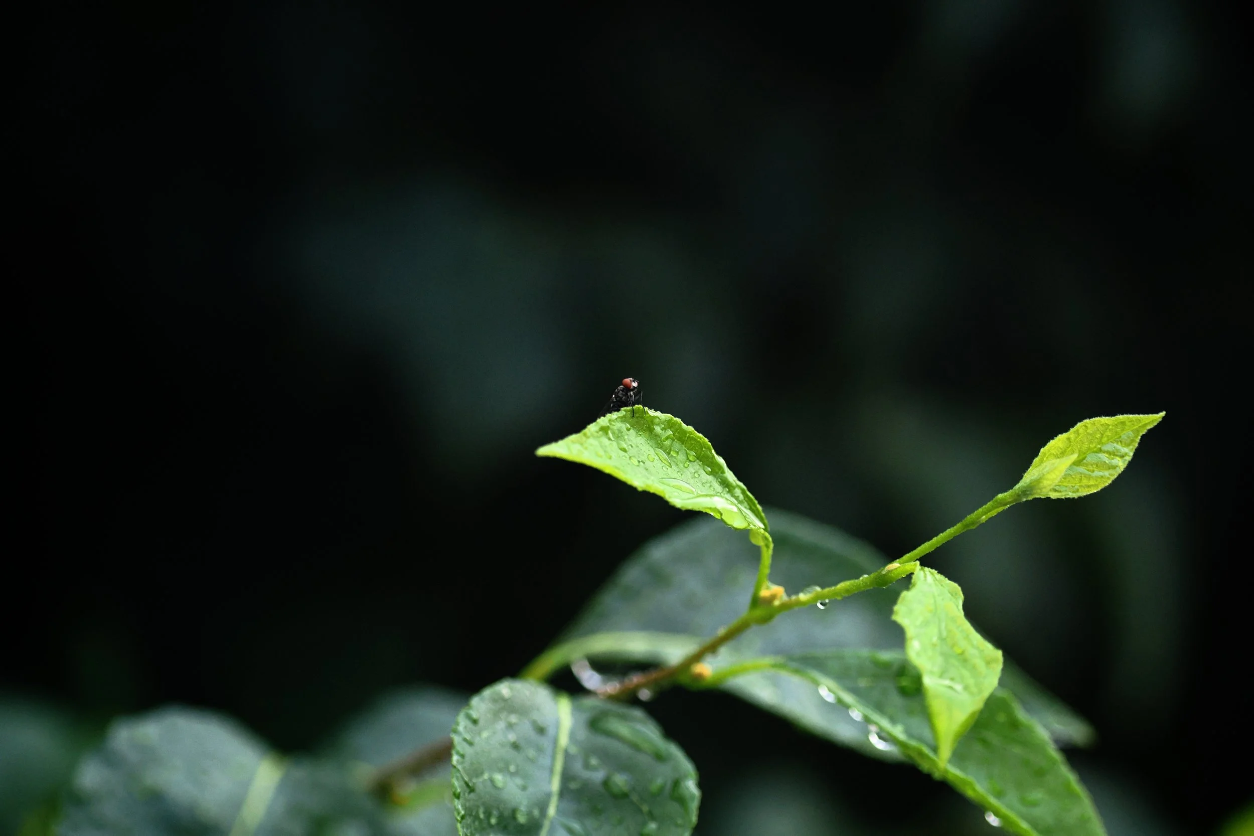 tiny fly on leaf photo