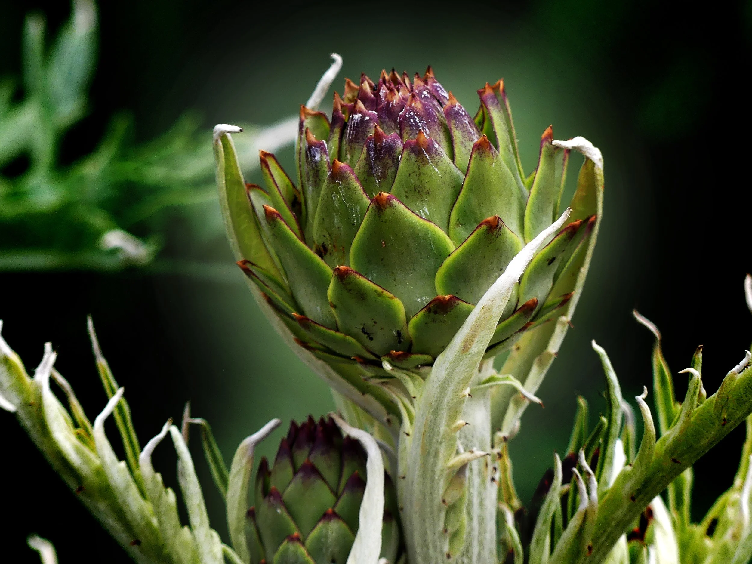 artichoke photo