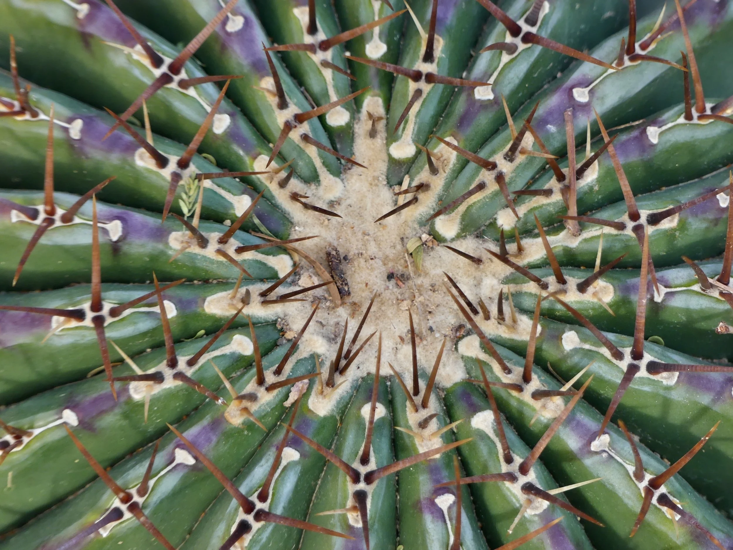 cactus photo