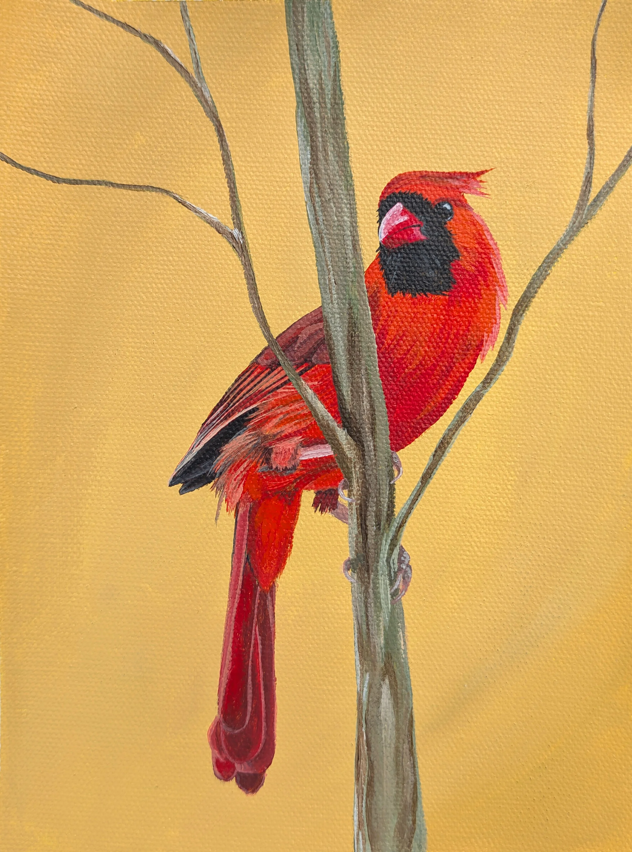 cardinal