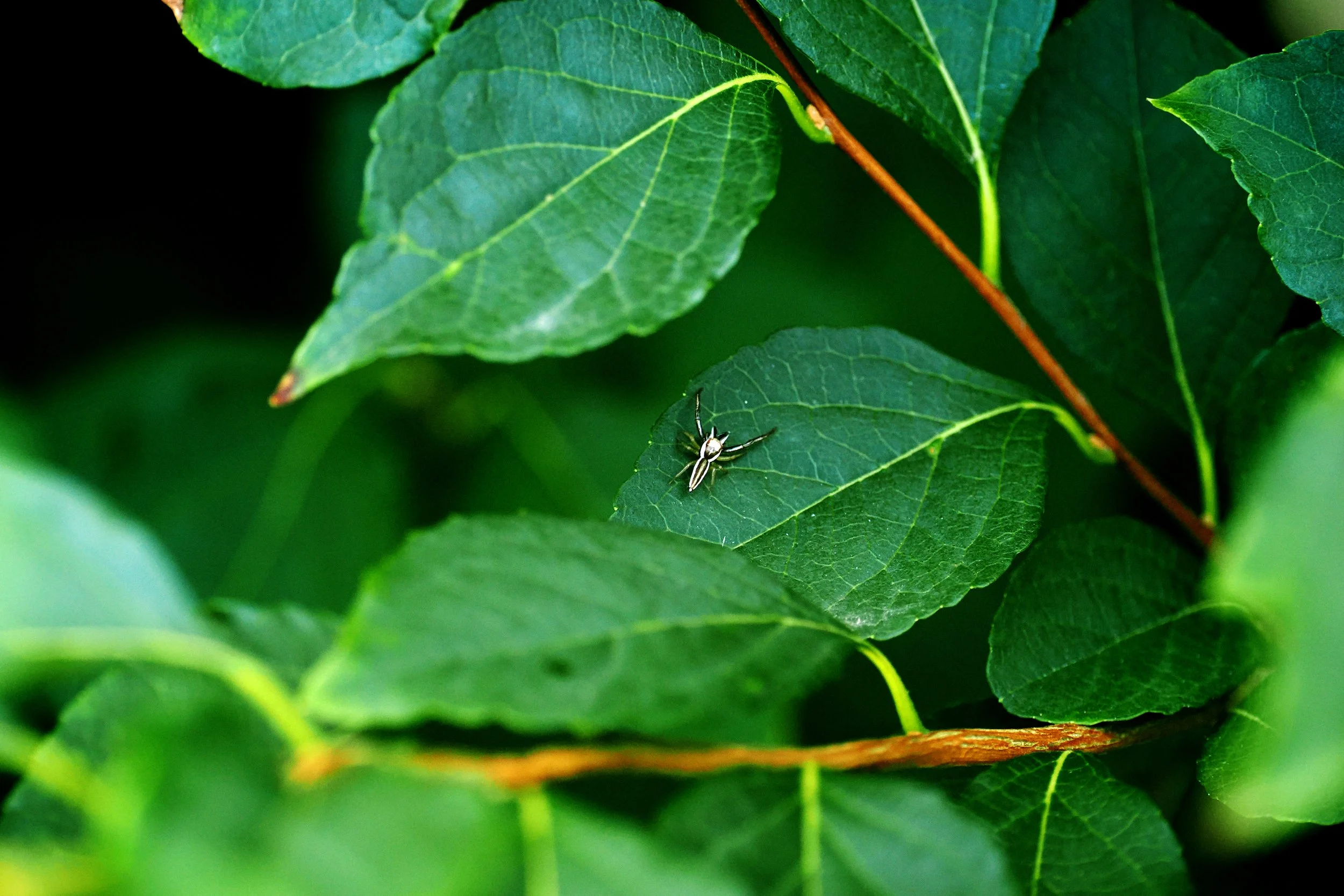 tiny spider on leaf photo