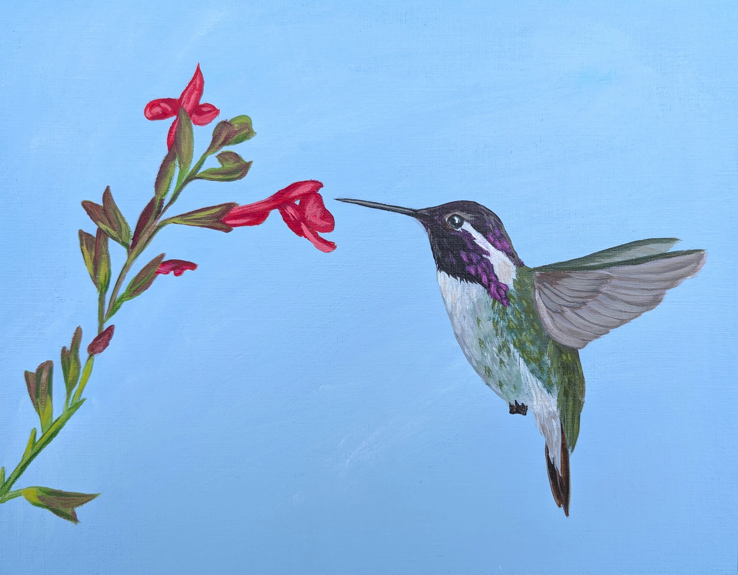 costas hummingbird