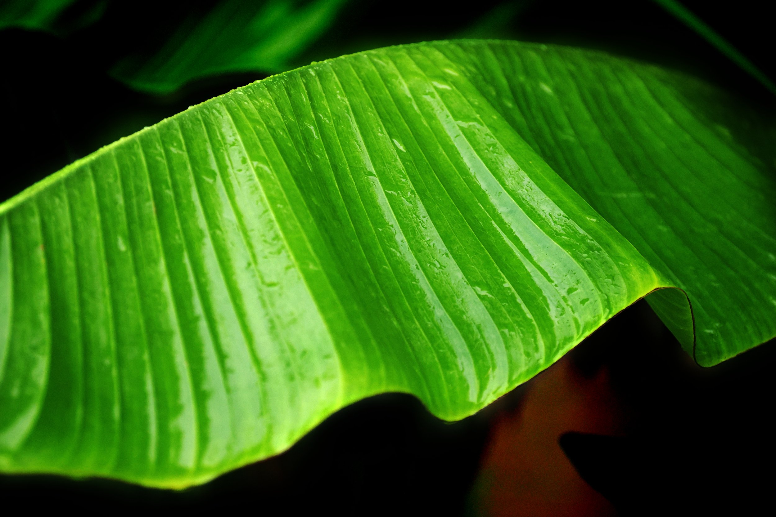 banana leaf photo