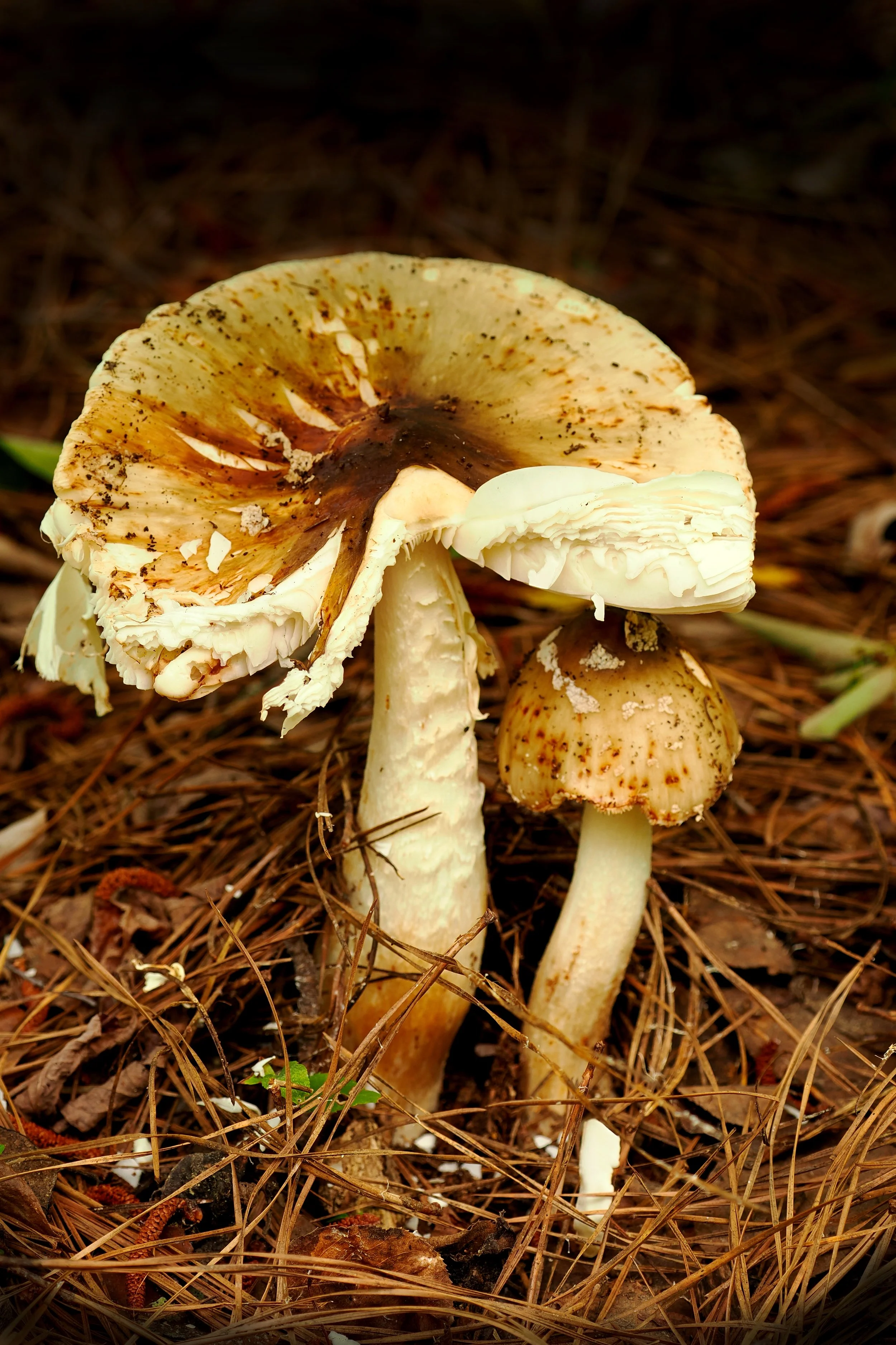 mushroom photo