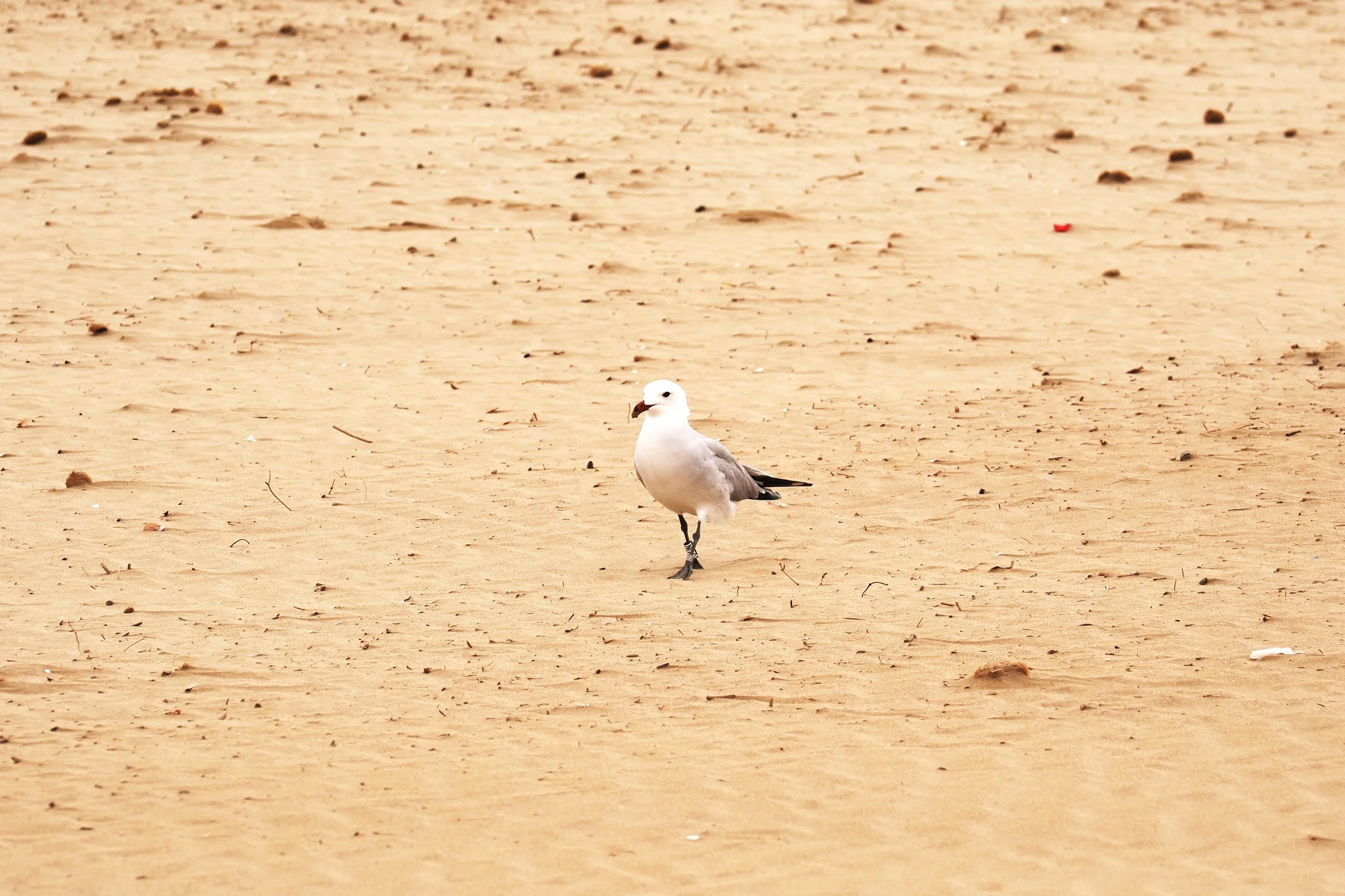Seagull on beach photo