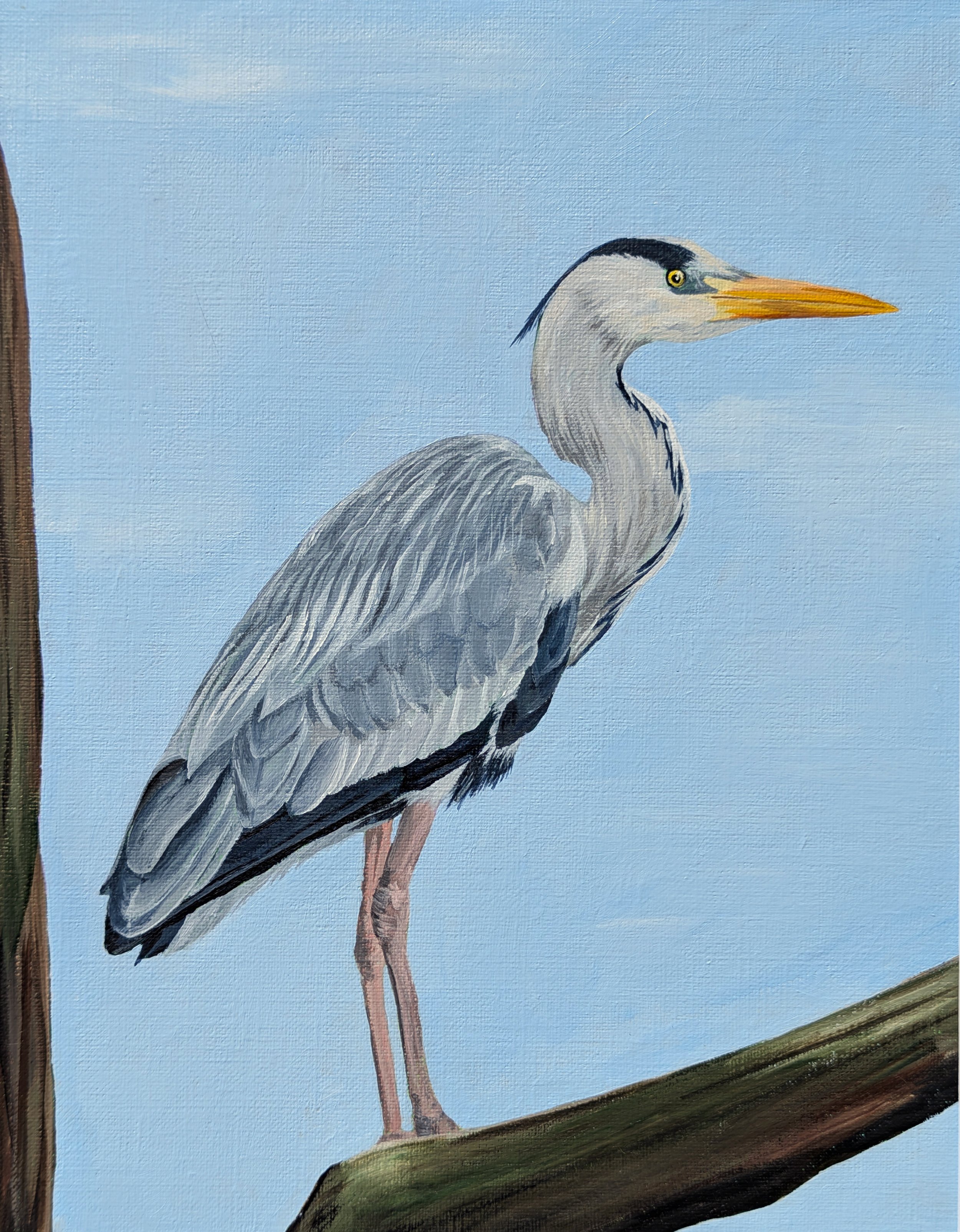 grey heron
