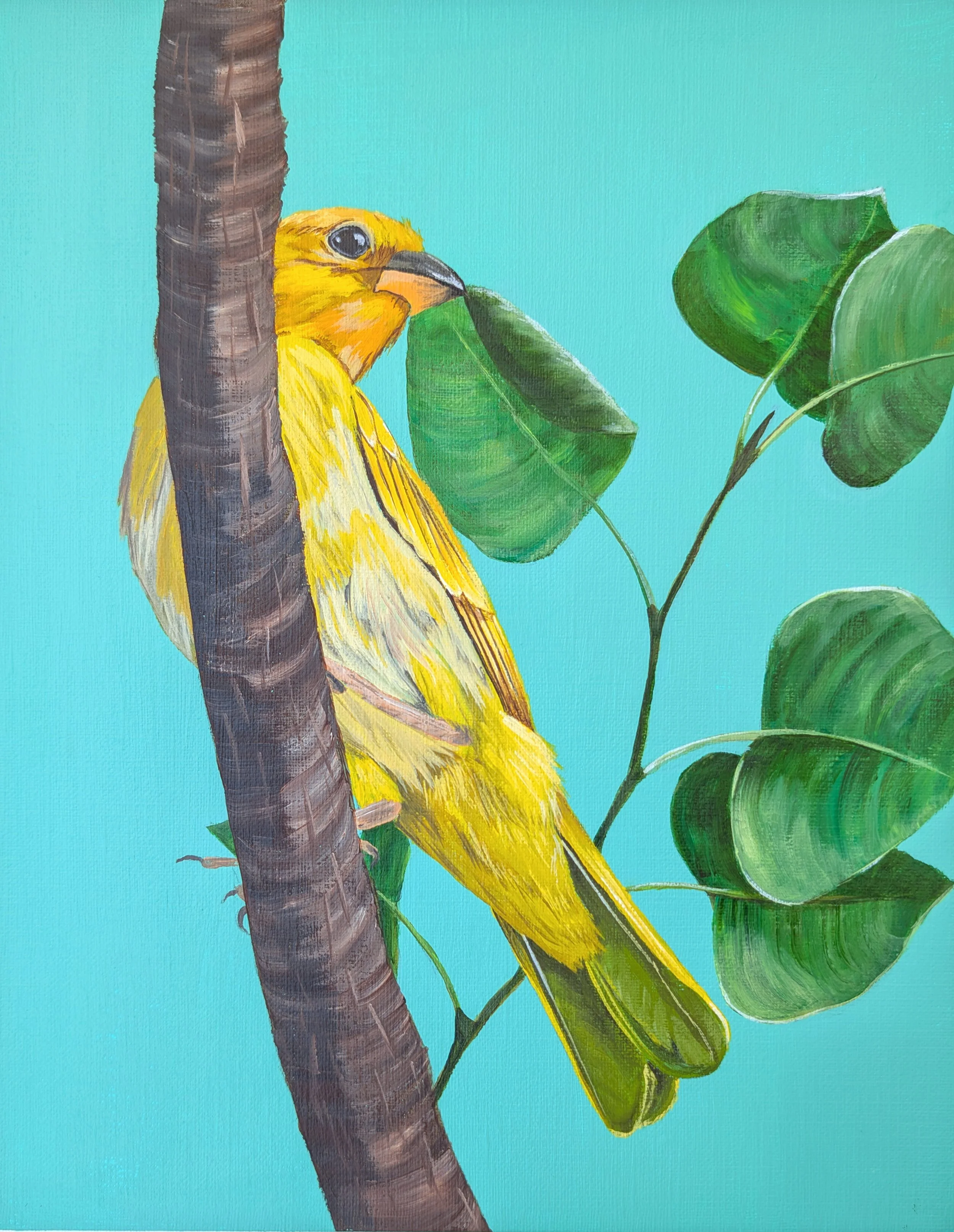 Aves de Panama