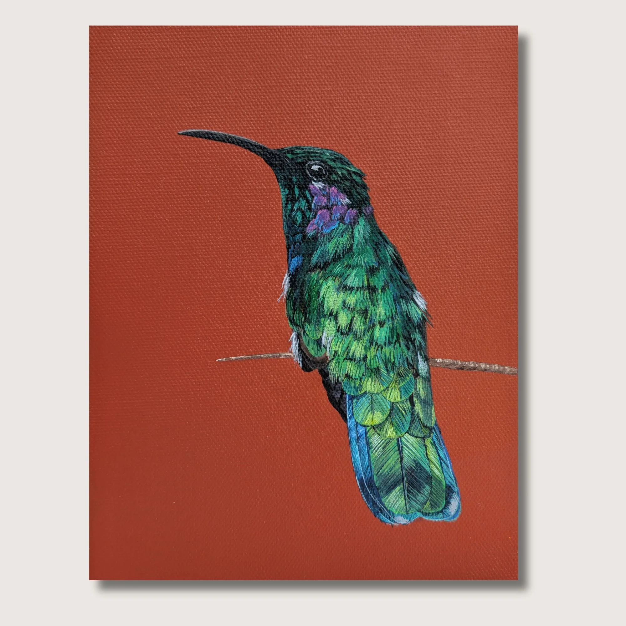 Violetear II Print Shop Img.jpg