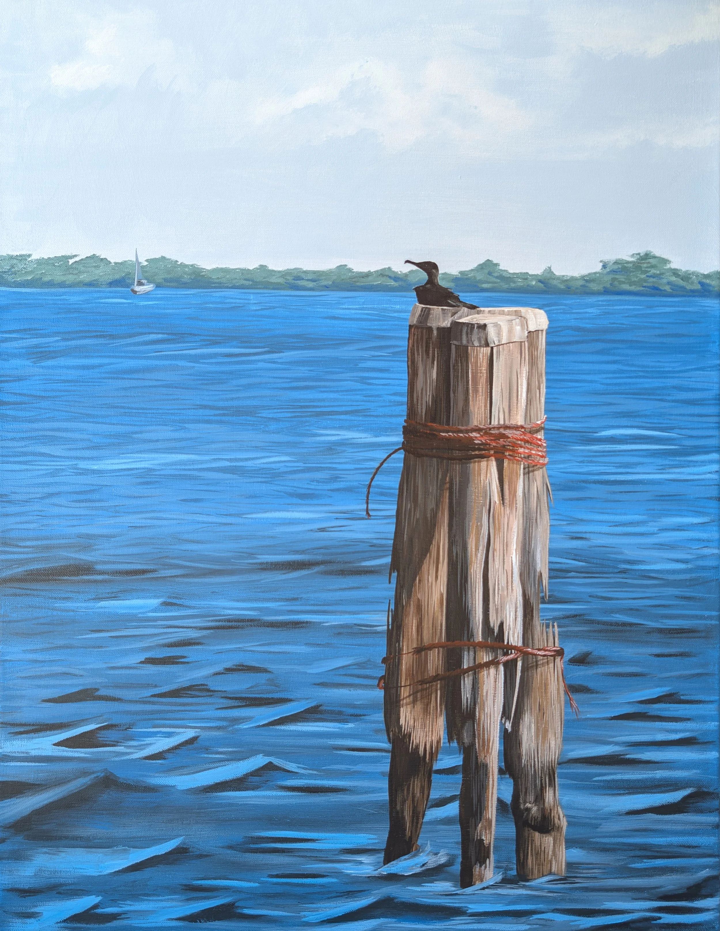 cormorant on biscayne bay