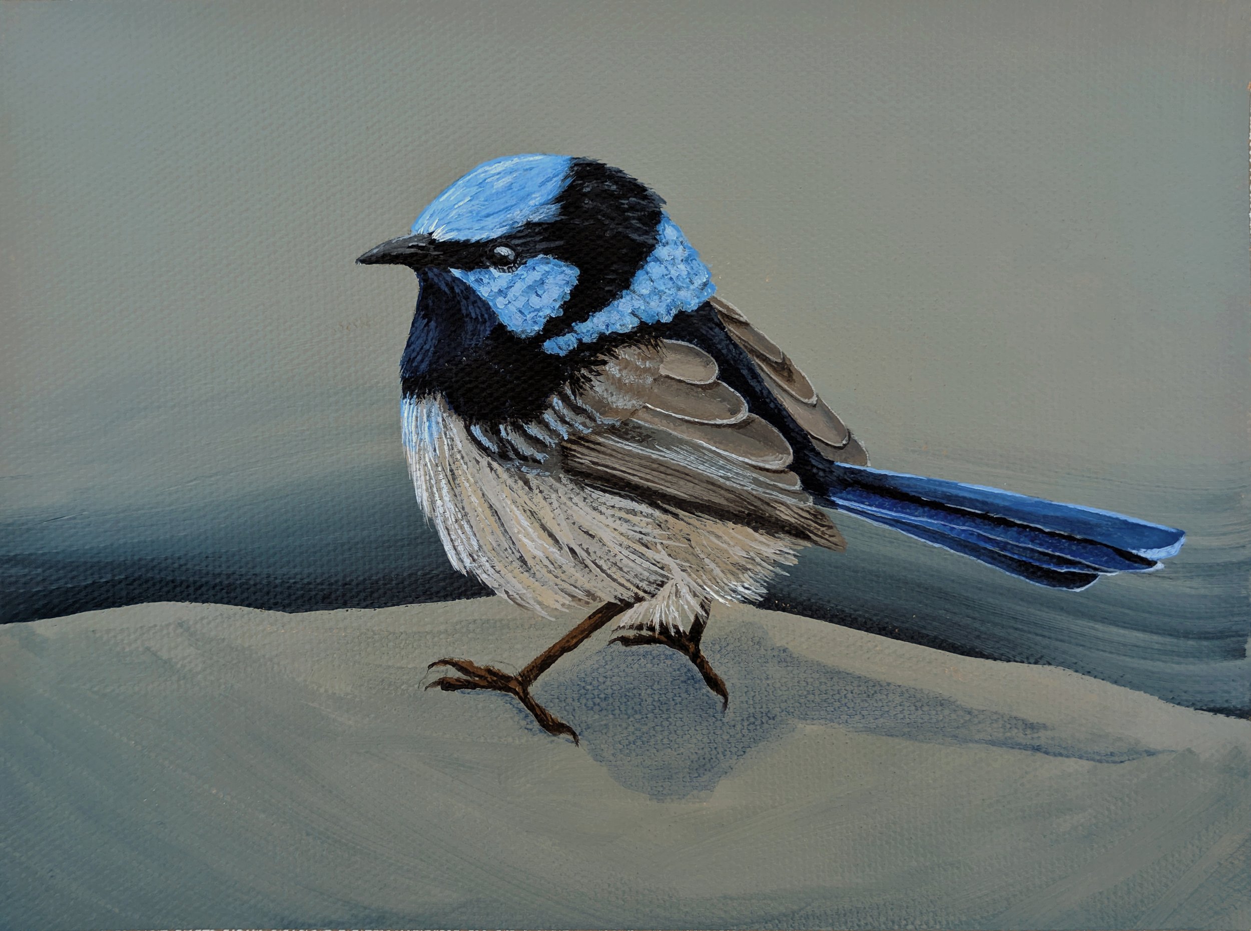 fairy wren