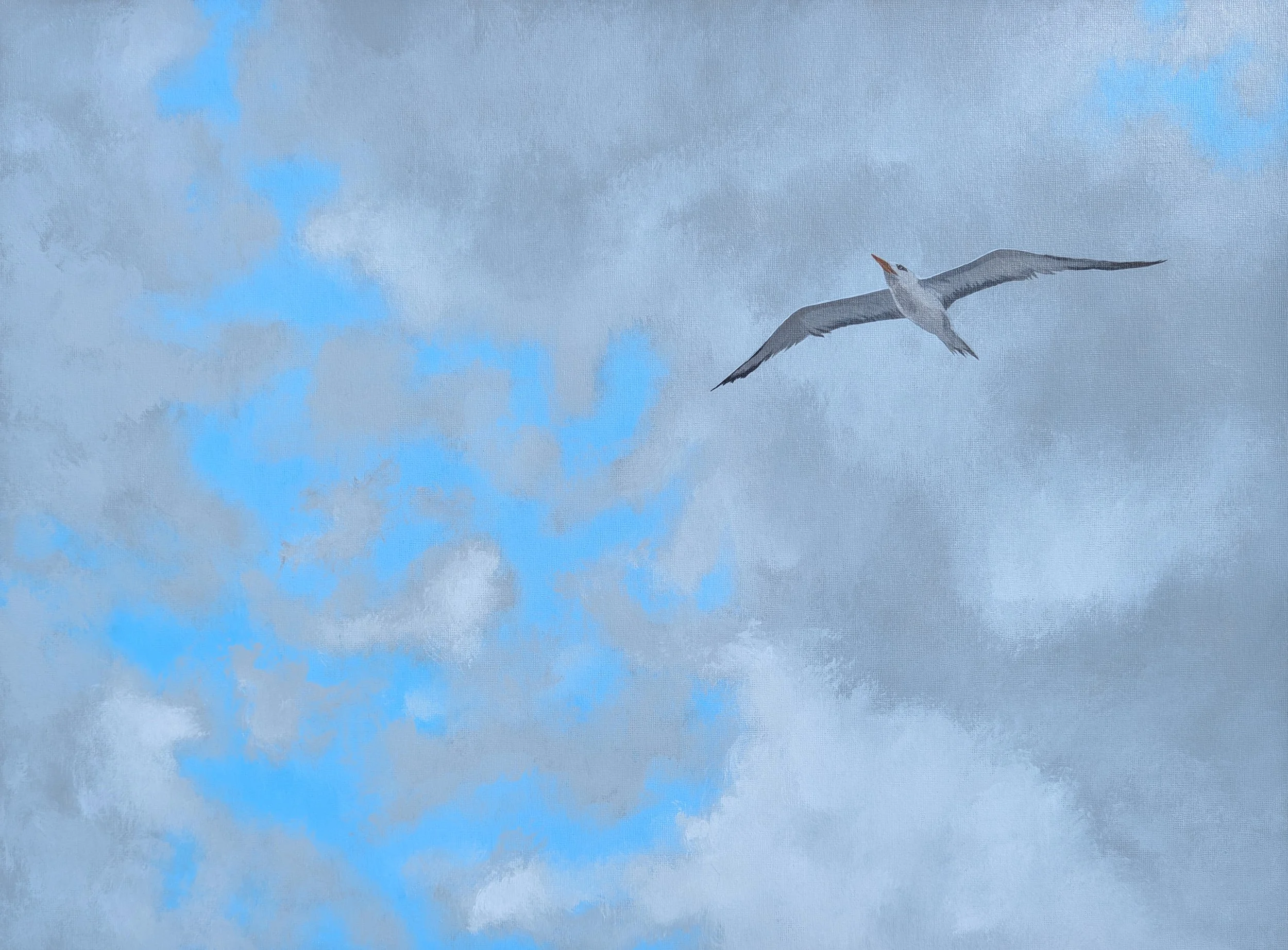 Soaring Tern Print.jpg