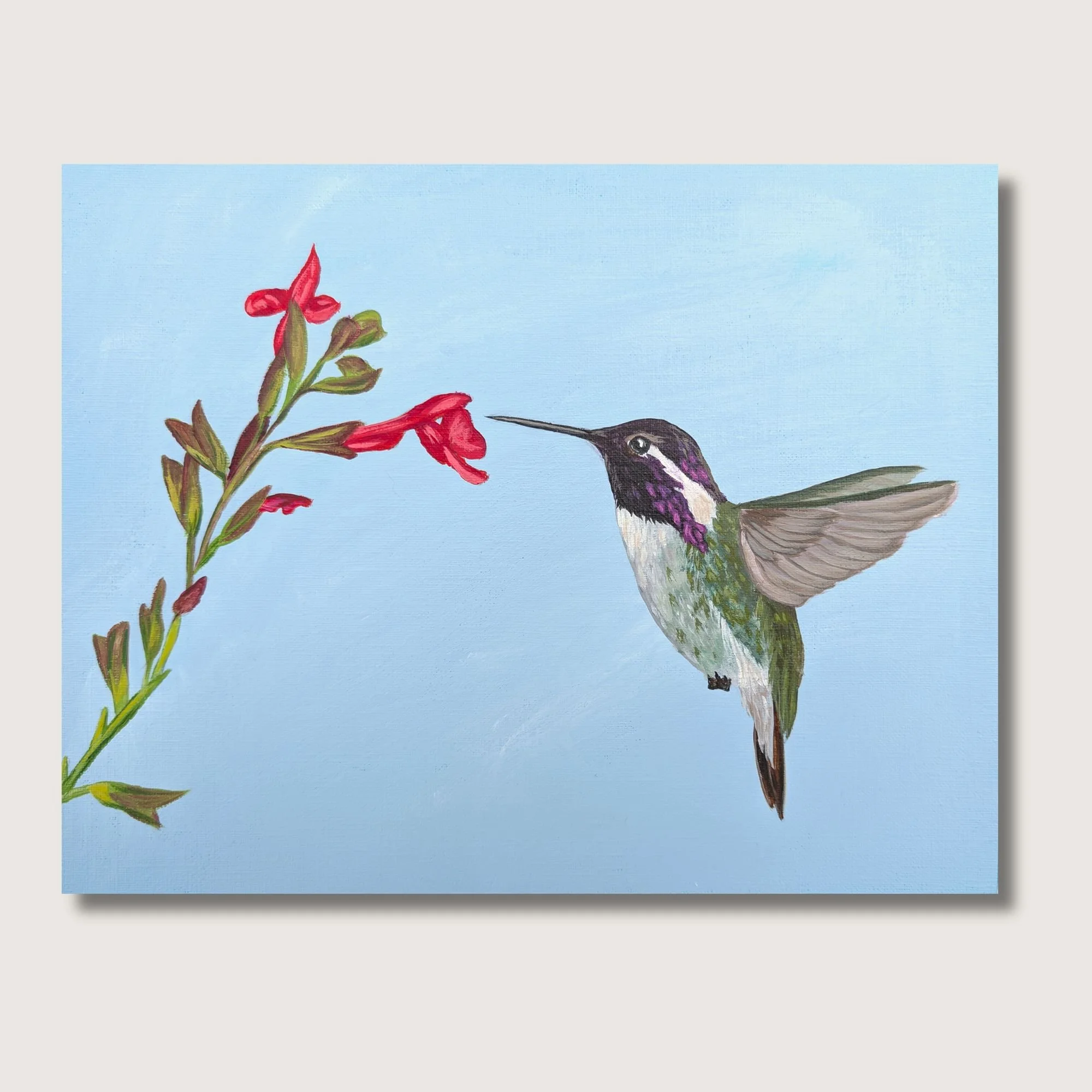 Costas Hummingbird Print Shop Img.jpg