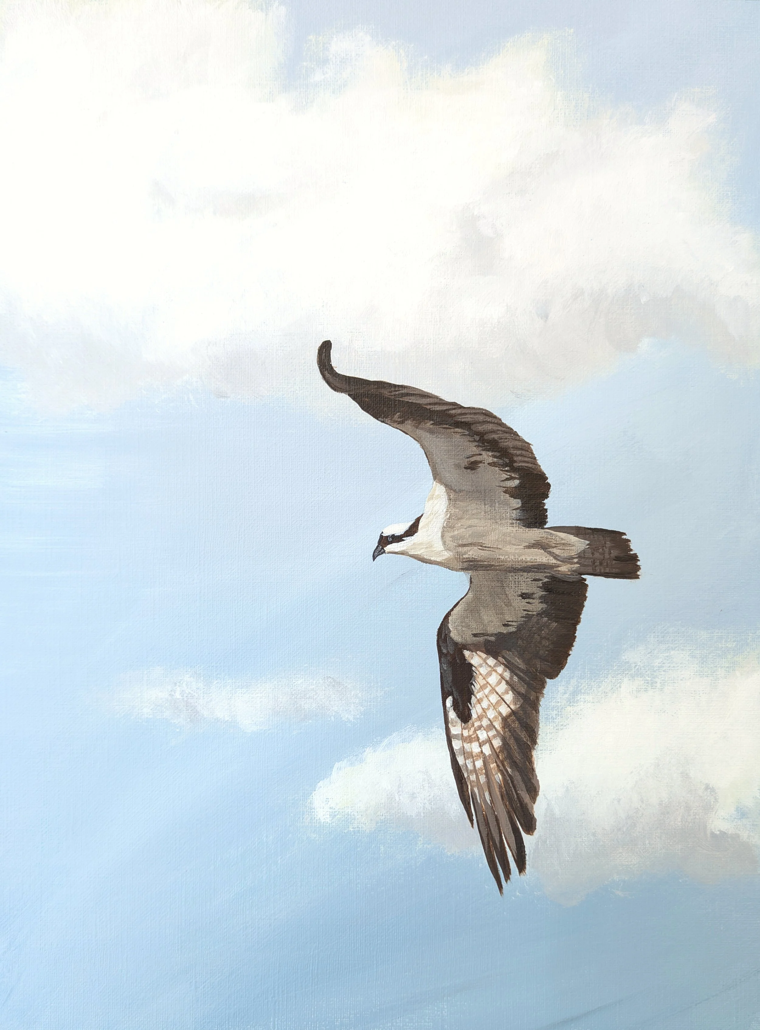 osprey