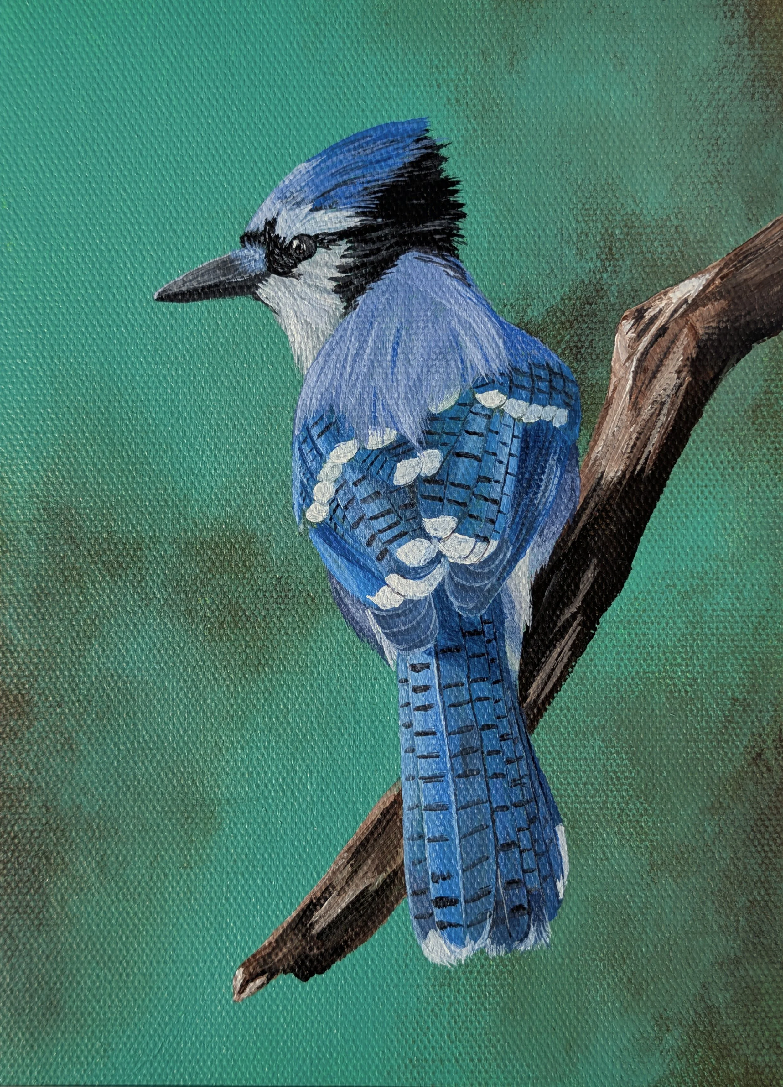 blue jay