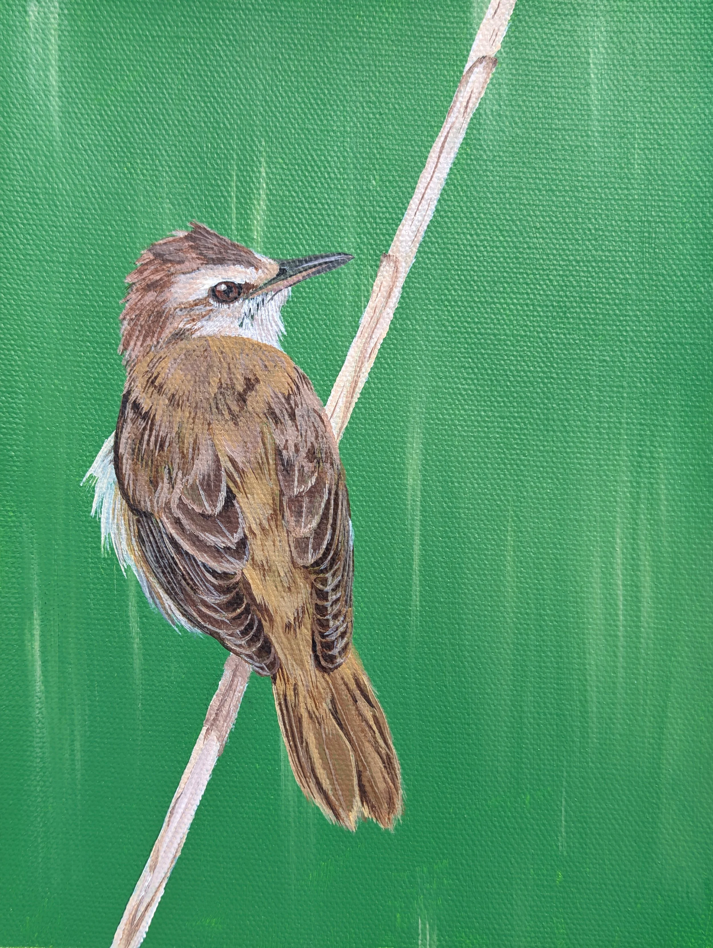 reed warbler bird painting