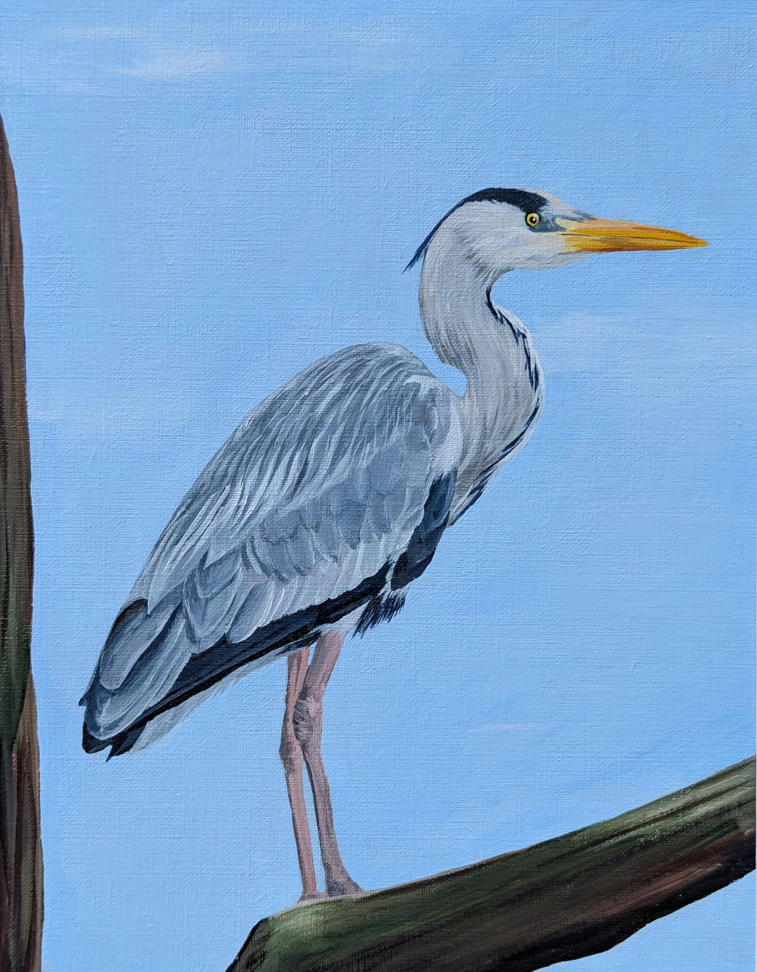 Gray Heron