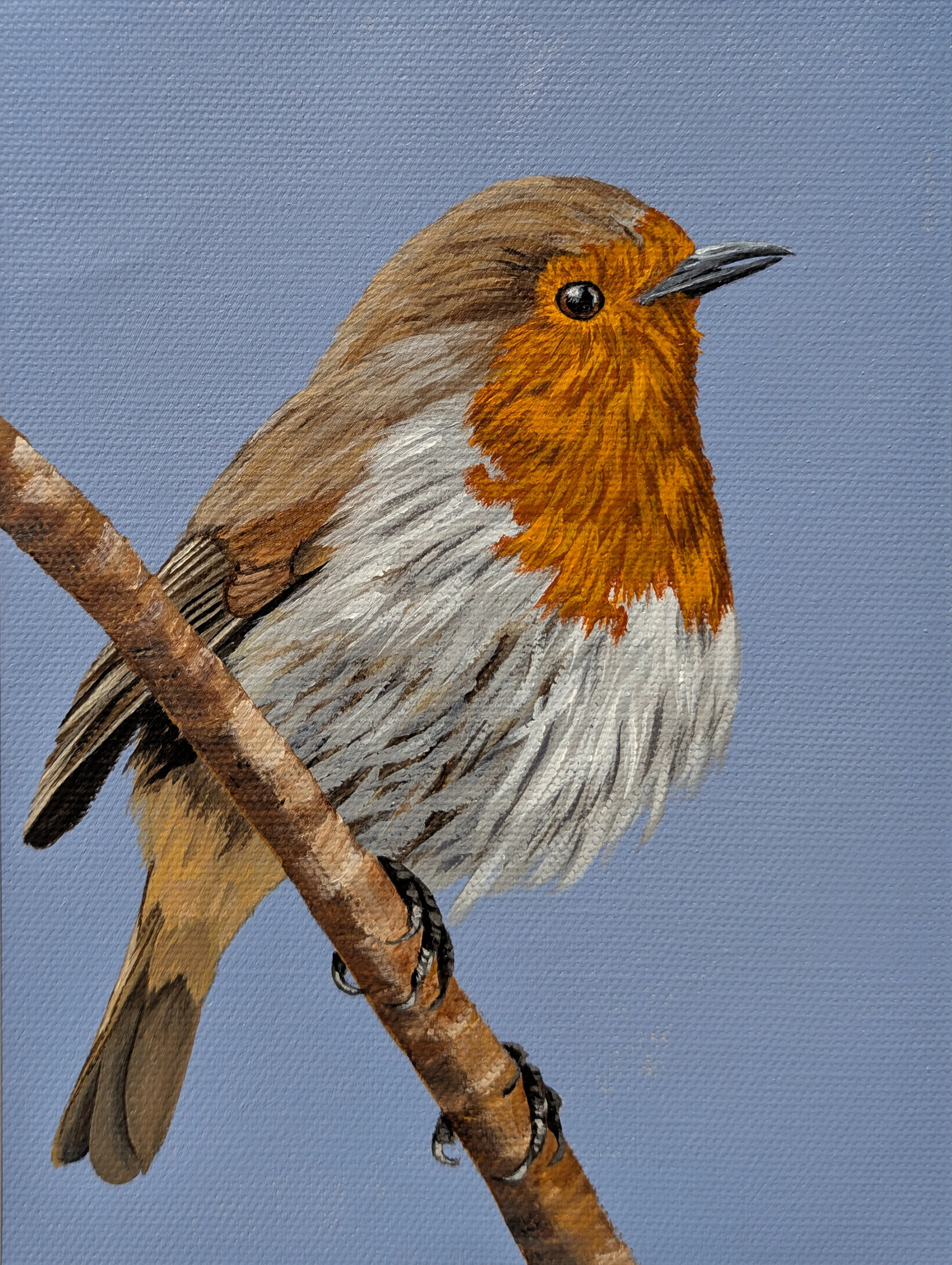 european robin