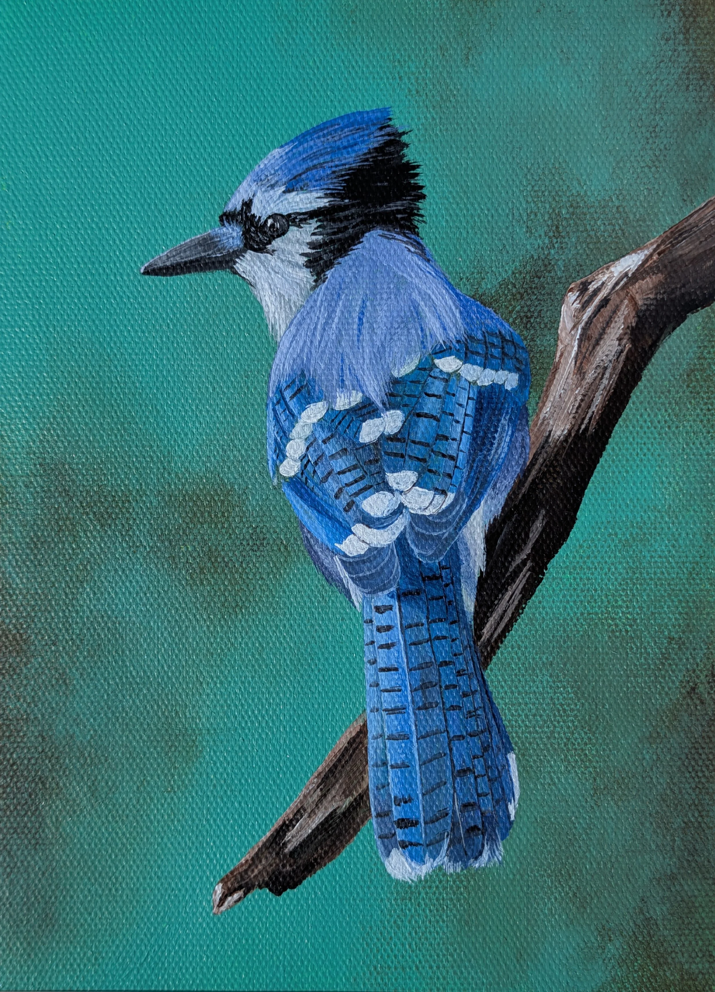 Perched Blue Jay