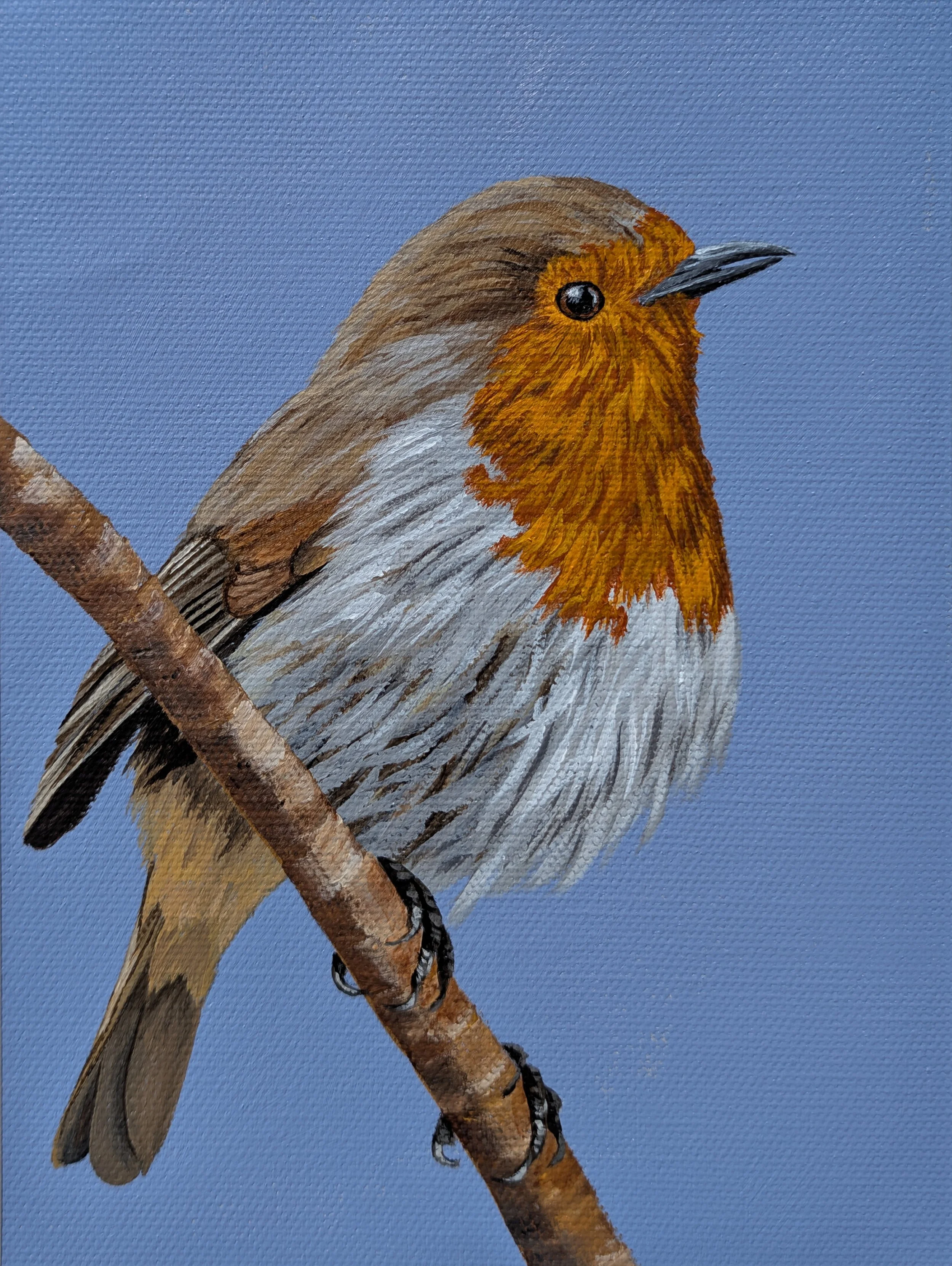 European Robin