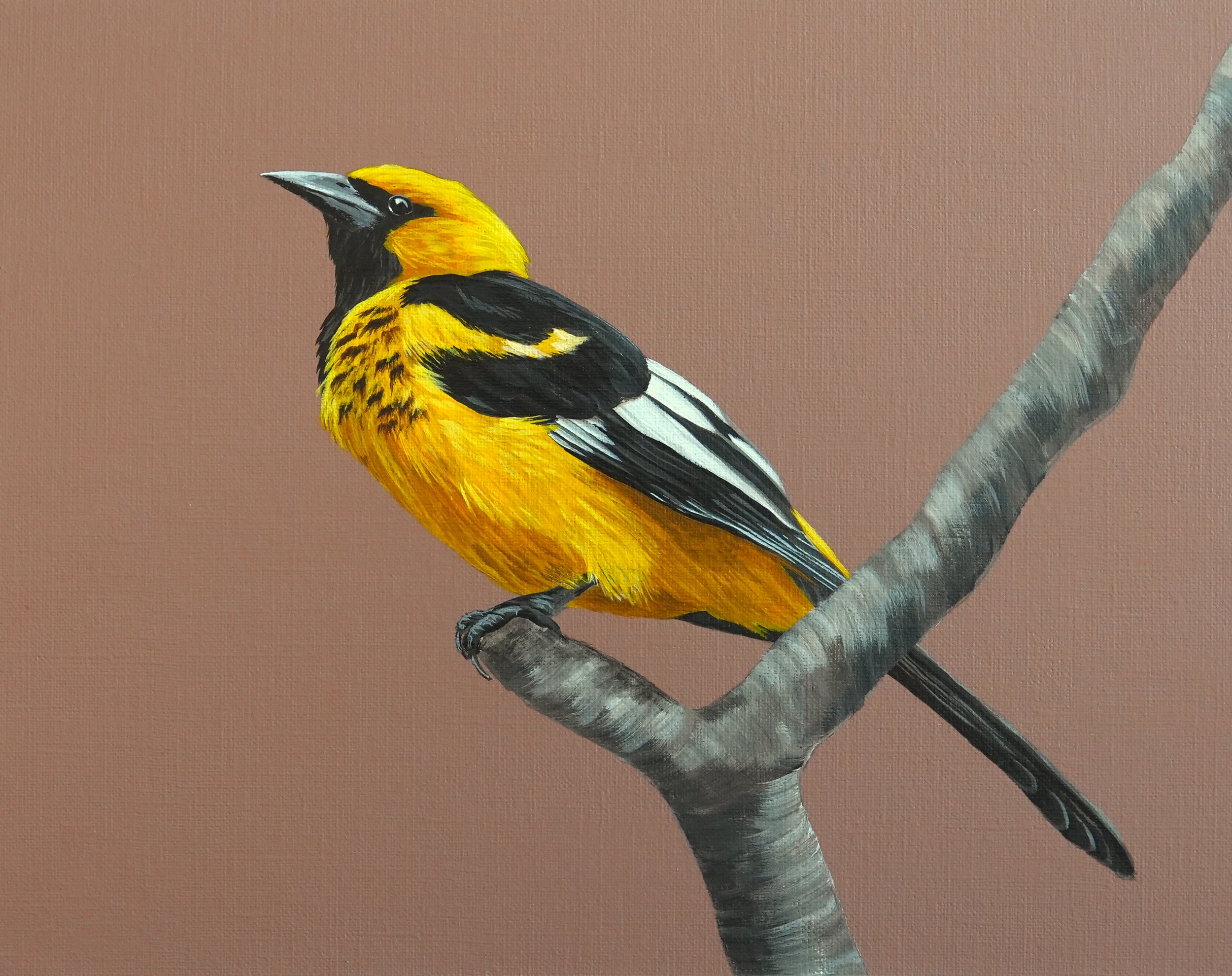 hooded oriole painting