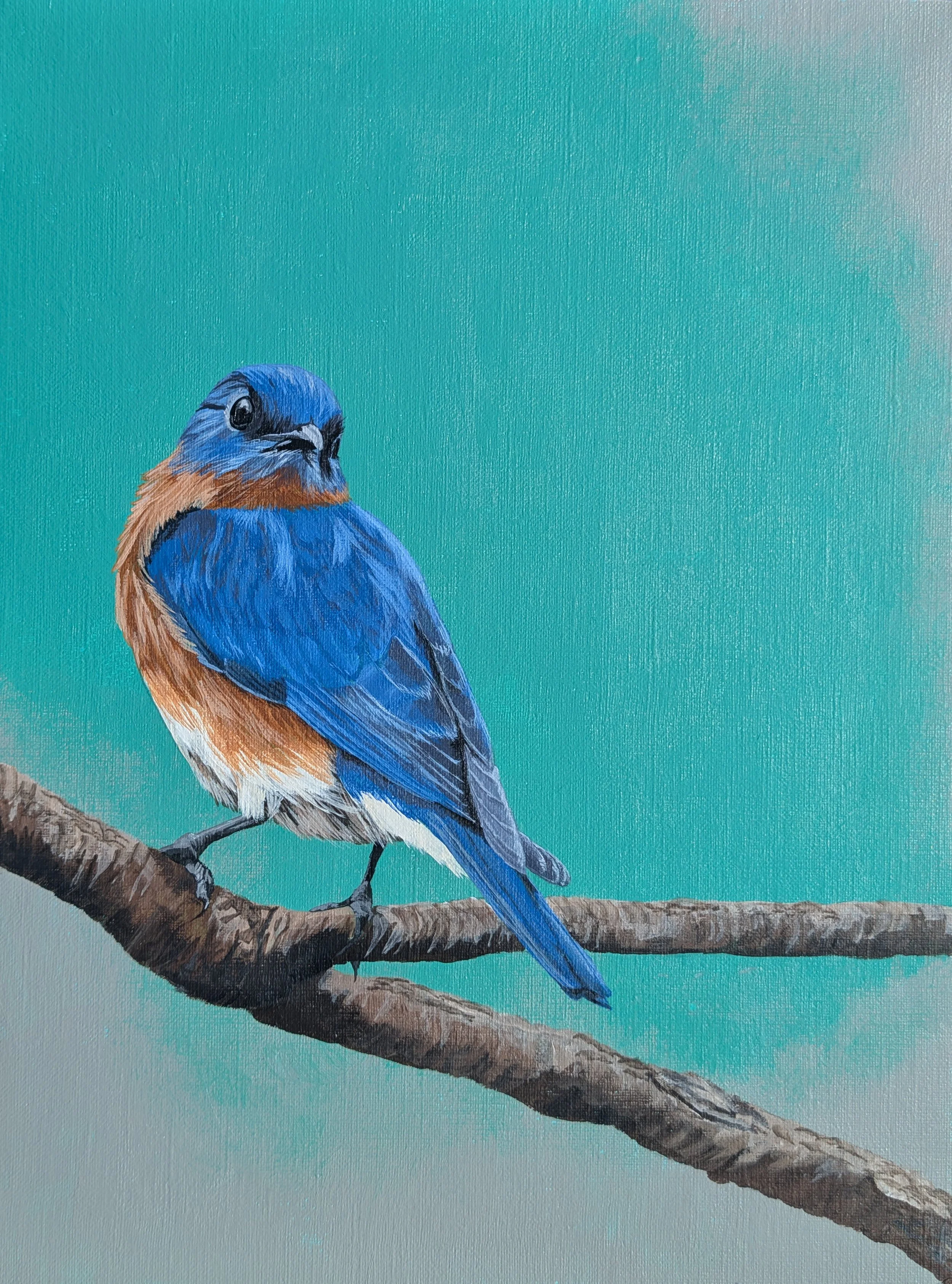 Eastern Bluebird Print.jpg