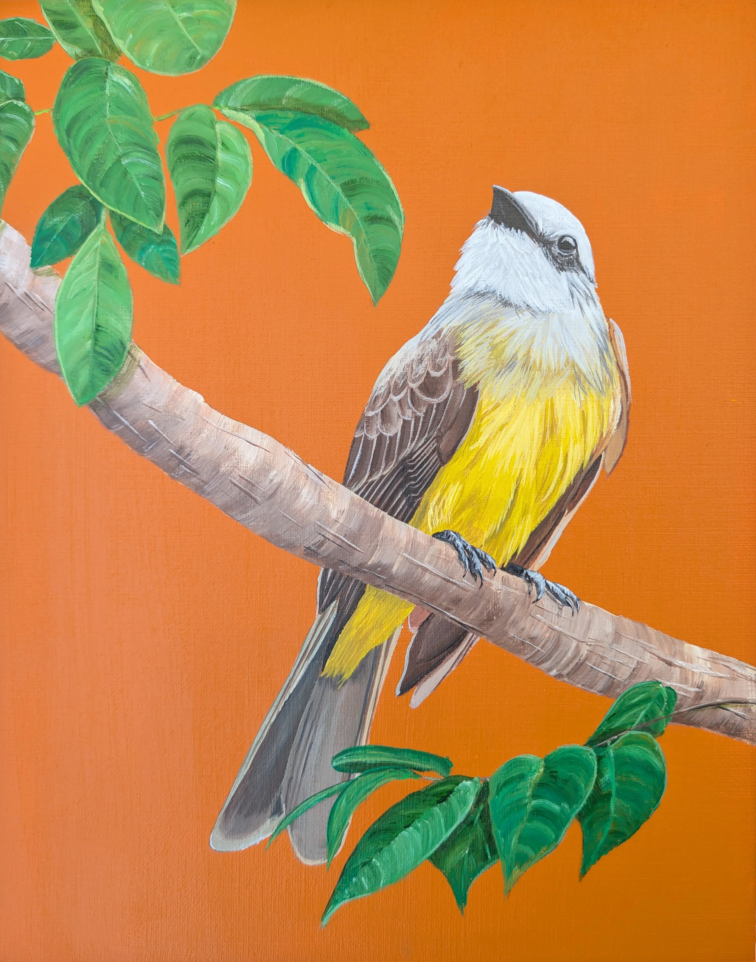 Tropical Kingbird.jpg