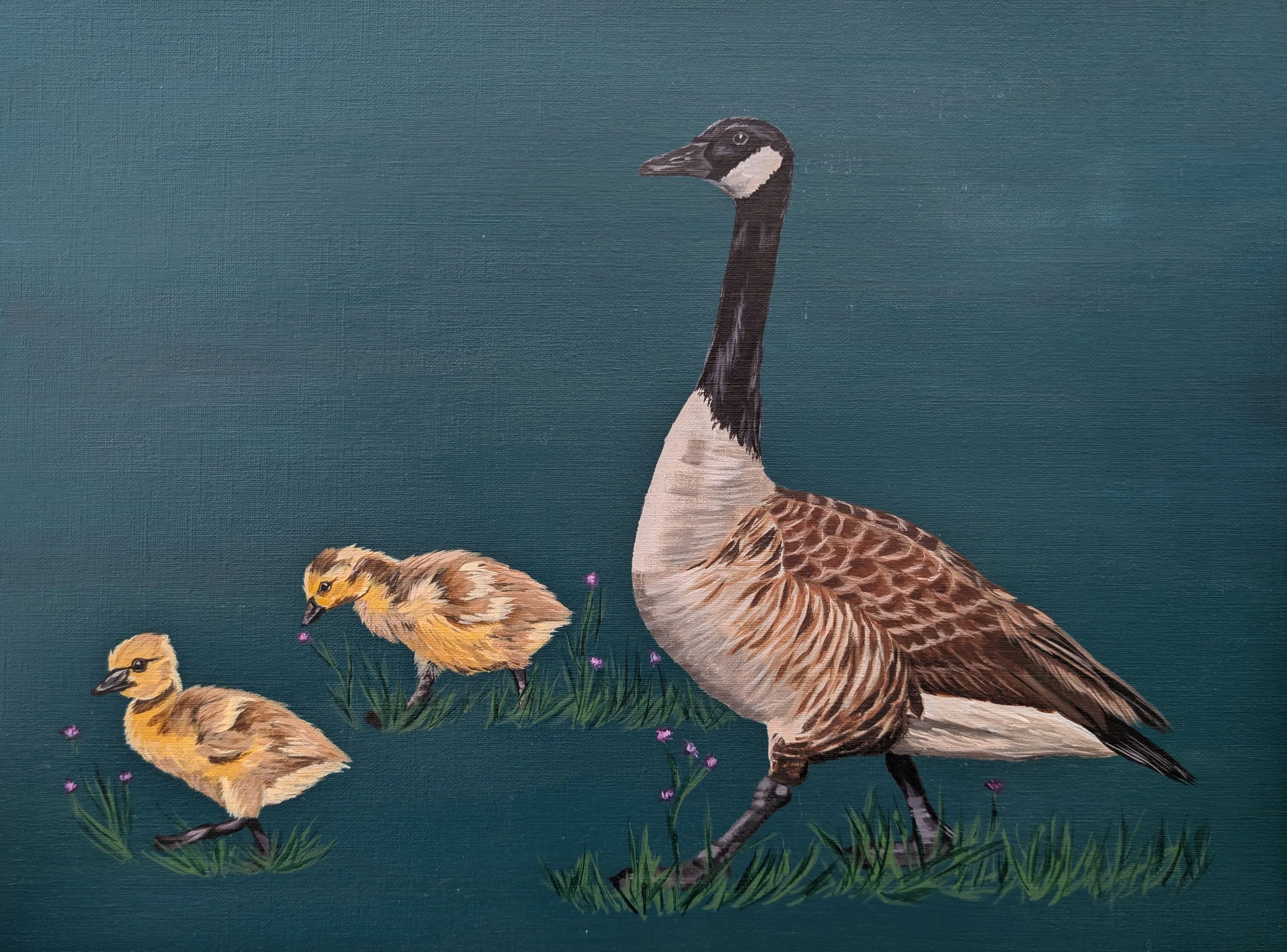 Canadian goose and goslings